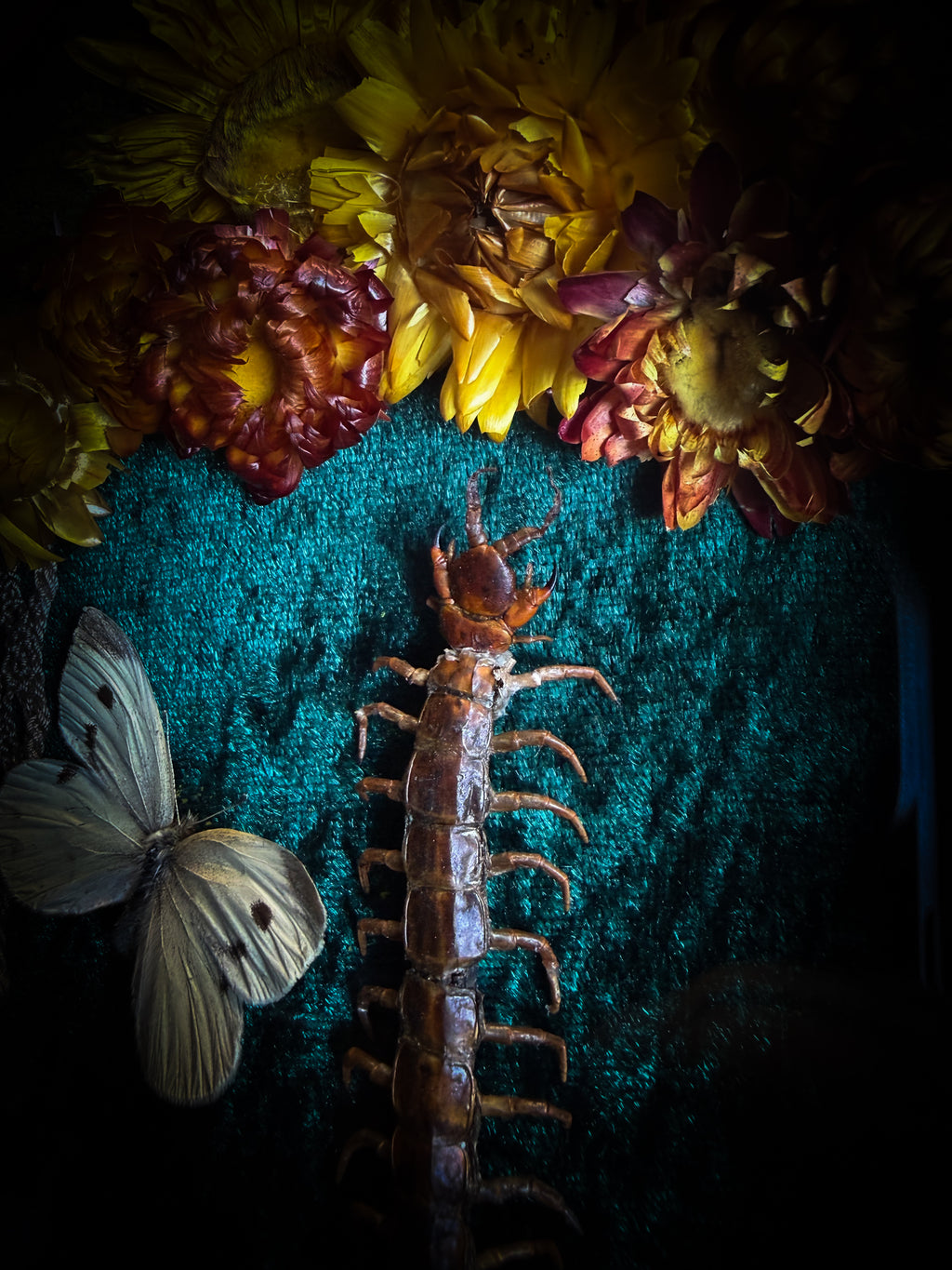 Memento Vivere gothic shadowbox — preserved centipede, Deilephila elpenor hawk-moth and white butterfly on teal-green velvet with dried marigolds and cream lace, in a hand-carved wooden coffin frame with glass front, by Morbid Oddities