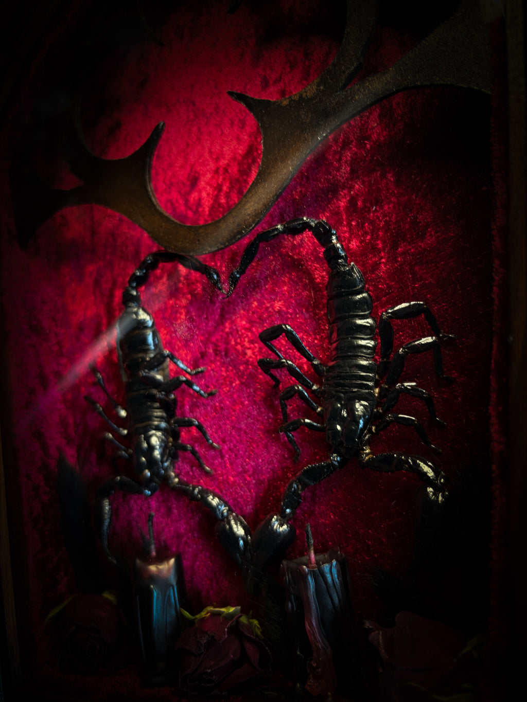 Veneficium gothic shadowbox — two preserved black scorpions arranged in a heart shape on deep crimson velvet, with hand-carved gothic tracery, preserved roses and vampire candles, in a hand-carved wooden frame with glass front. Morbid oddities.