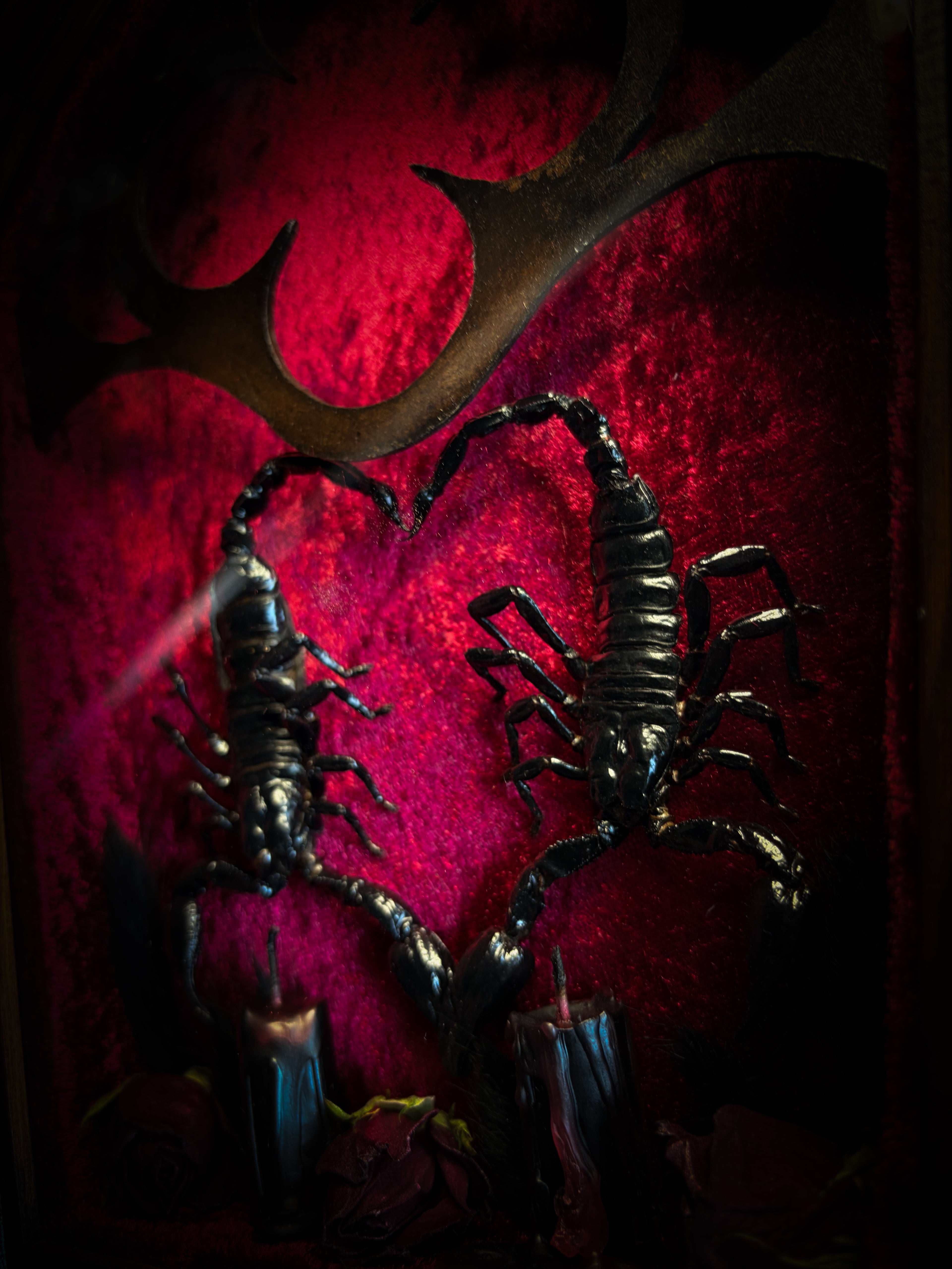Veneficium gothic shadowbox — two preserved black scorpions arranged in a heart shape on deep crimson velvet, with hand-carved gothic tracery, preserved roses and vampire candles, in a hand-carved wooden frame with glass front. Morbid oddities.