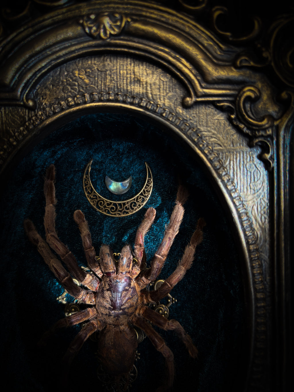 Sophistication — handmade gothic shadowbox, made to order. Real tarantula specimen on velvet background in ornate vintage-style frame with crystal accents and hand-finished metallic ornaments. Dark collectible wall decor, 22x30cm.