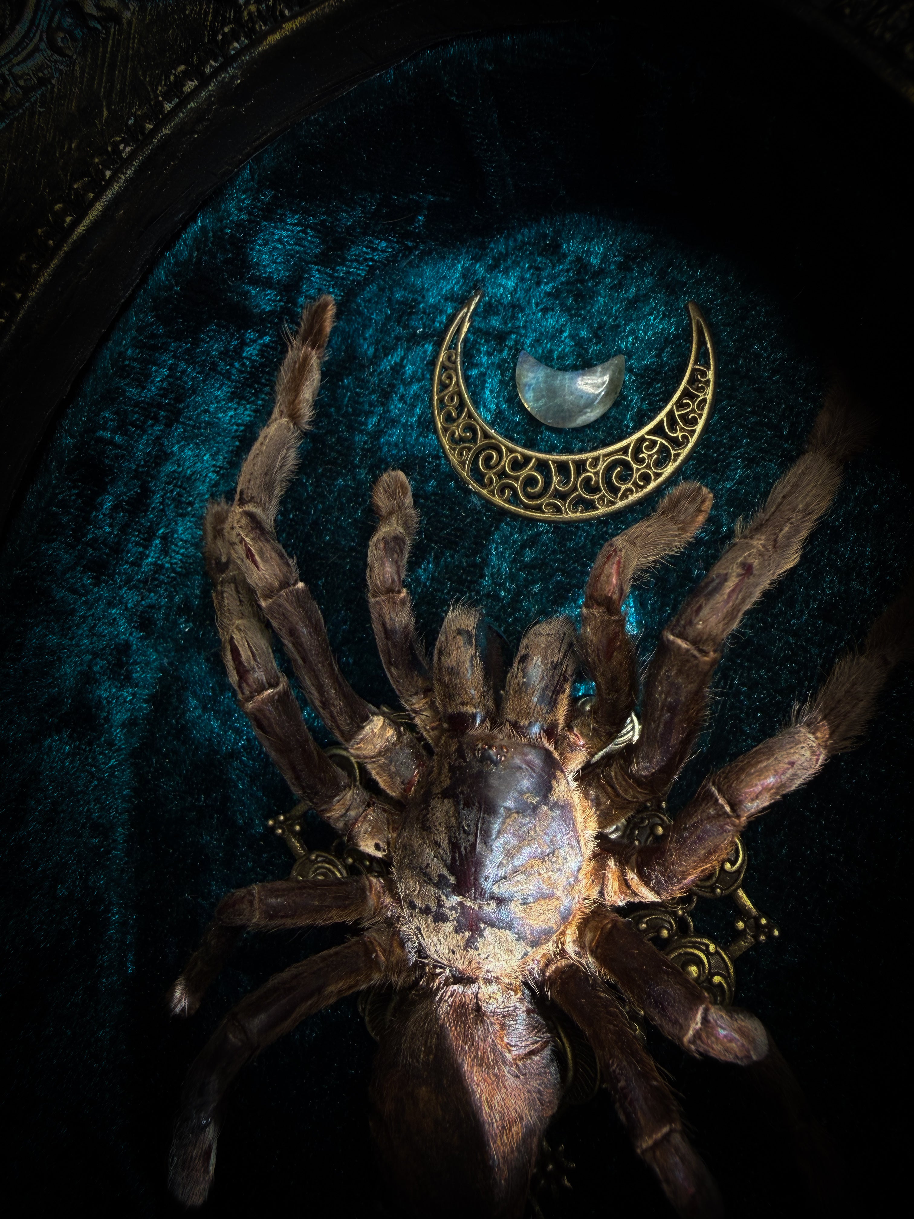 Sophistication — handmade gothic shadowbox, made to order. Real tarantula specimen on velvet background in ornate vintage-style frame with crystal accents and hand-finished metallic ornaments. Dark collectible wall decor, 22x30cm.