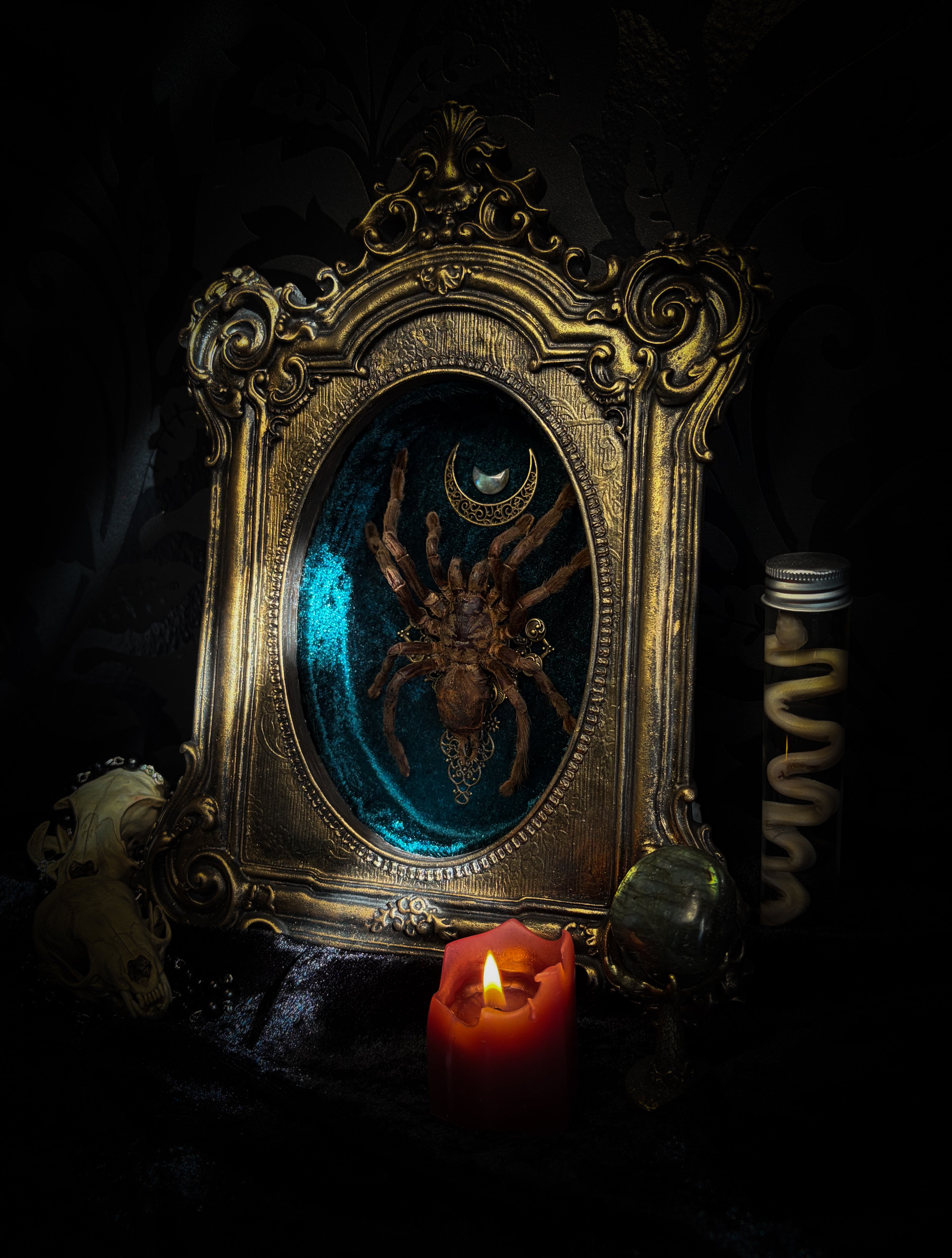 Sophistication — handmade gothic shadowbox, made to order. Real tarantula specimen on velvet background in ornate vintage-style frame with crystal accents and hand-finished metallic ornaments. Dark collectible wall decor, 22x30cm.
