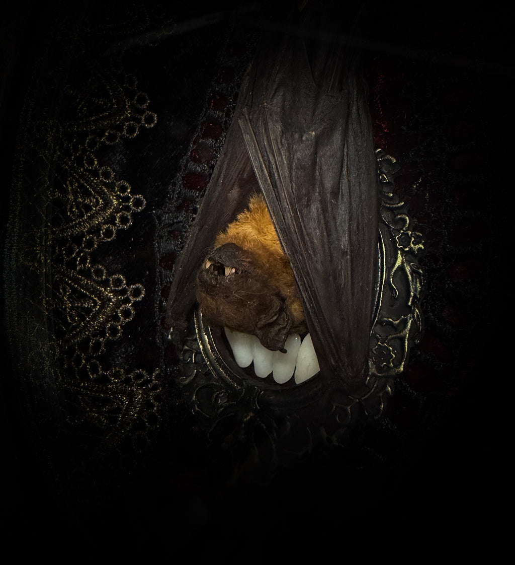 Noctis Reliquary — handmade gothic bat shadowbox, preserved bat specimen, baroque frame, aged gold finish, red velvet, one of a kind, Morbid Oddities
