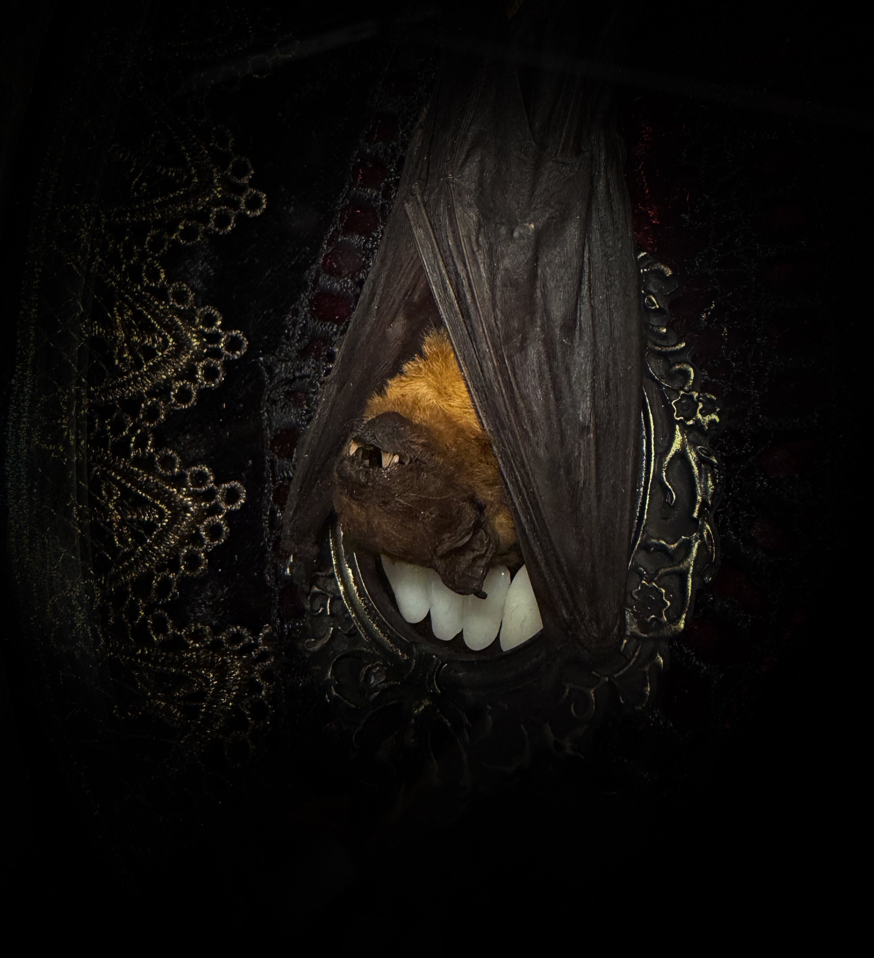 Noctis Reliquary — handmade gothic bat shadowbox, preserved bat specimen, baroque frame, aged gold finish, red velvet, one of a kind, Morbid Oddities
