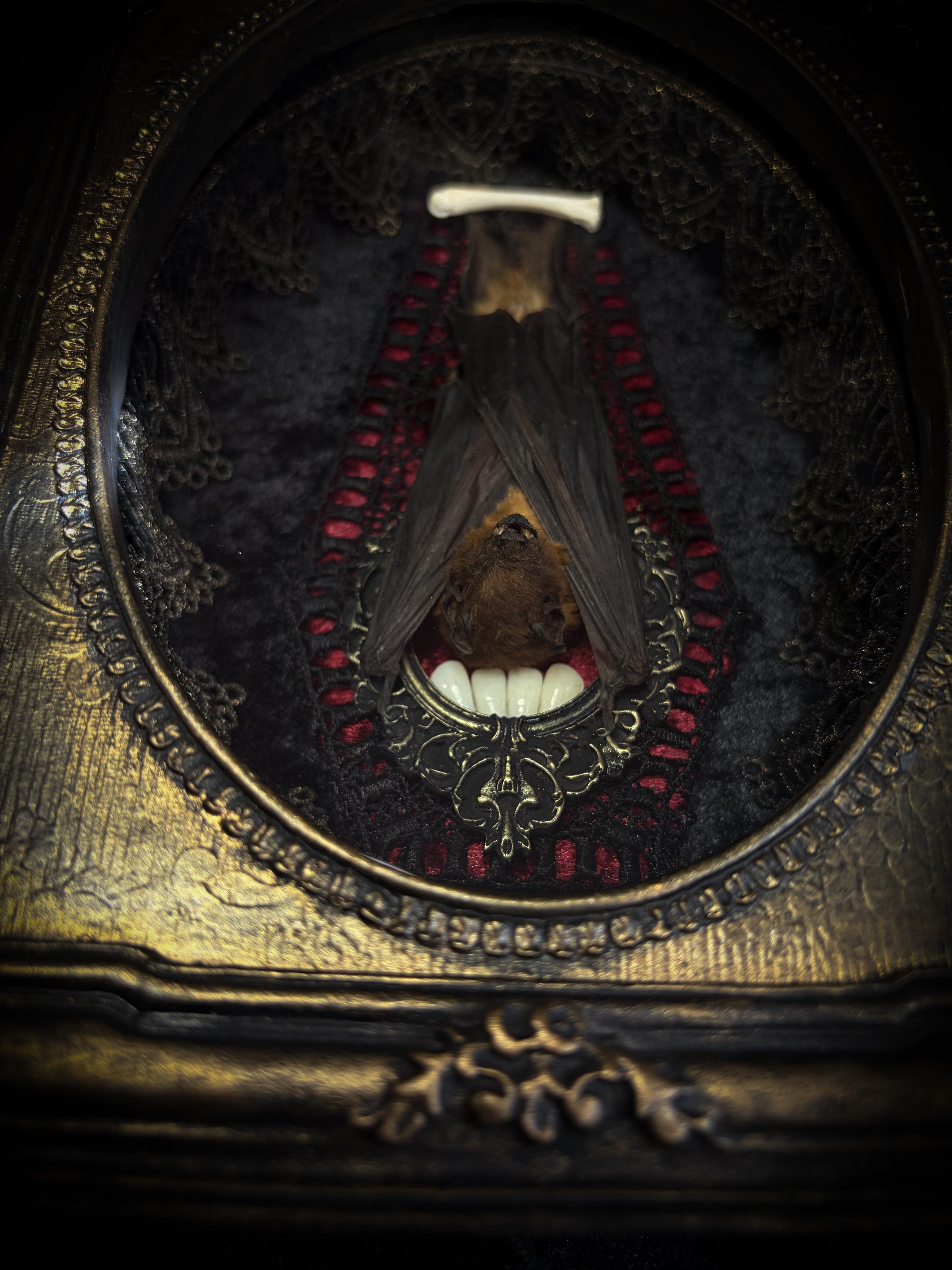 Noctis Reliquary — handmade gothic bat shadowbox, preserved bat specimen, baroque frame, aged gold finish, red velvet, one of a kind, Morbid Oddities
