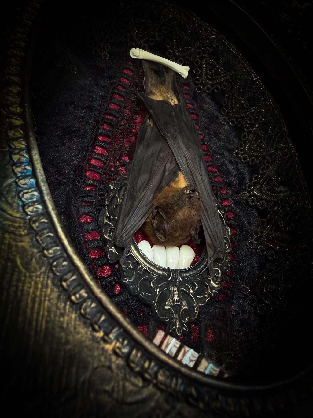 Noctis Reliquary — handmade gothic bat shadowbox, preserved bat specimen, baroque frame, aged gold finish, red velvet, one of a kind, Morbid Oddities

