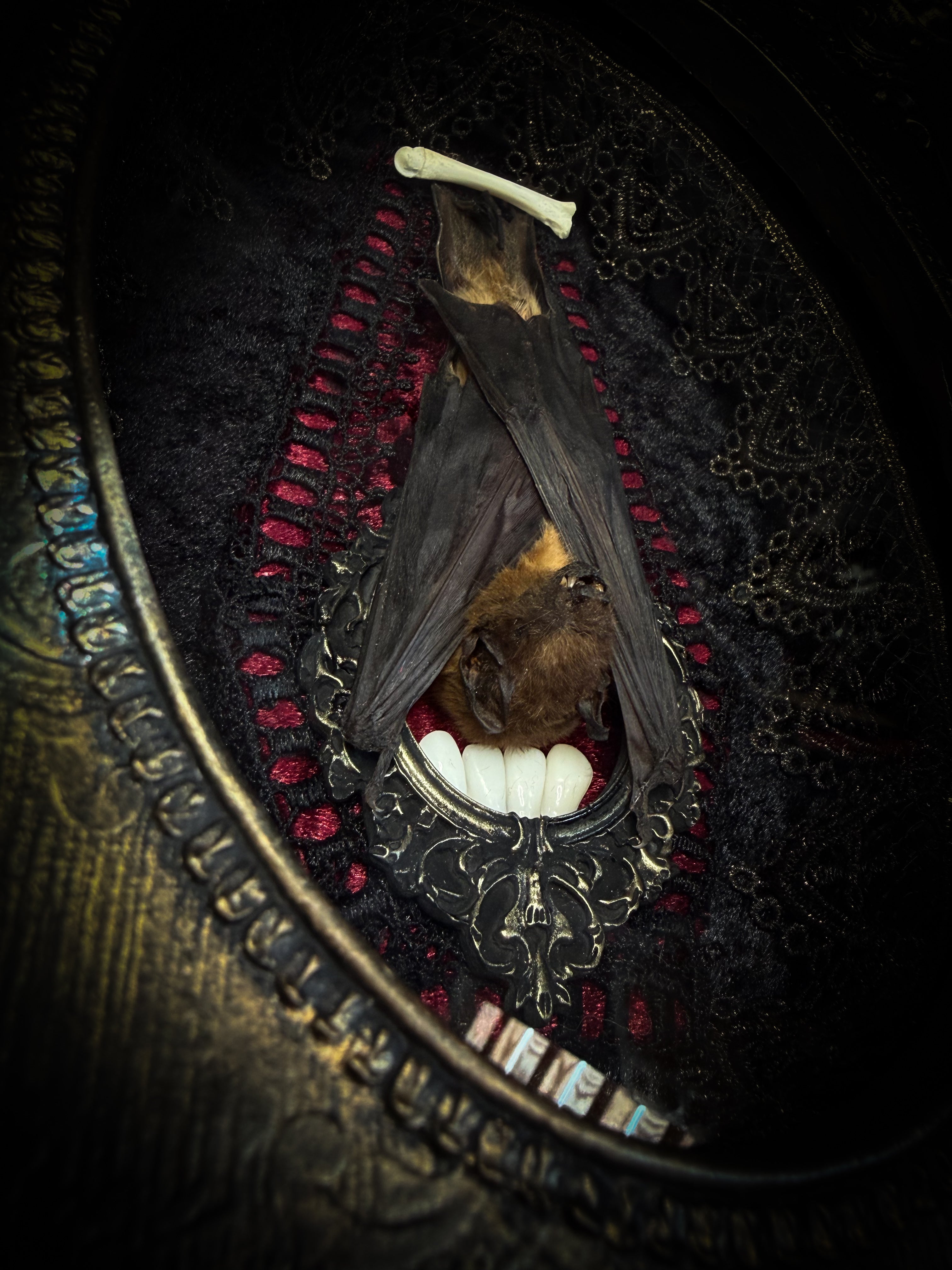 Noctis Reliquary — handmade gothic bat shadowbox, preserved bat specimen, baroque frame, aged gold finish, red velvet, one of a kind, Morbid Oddities
