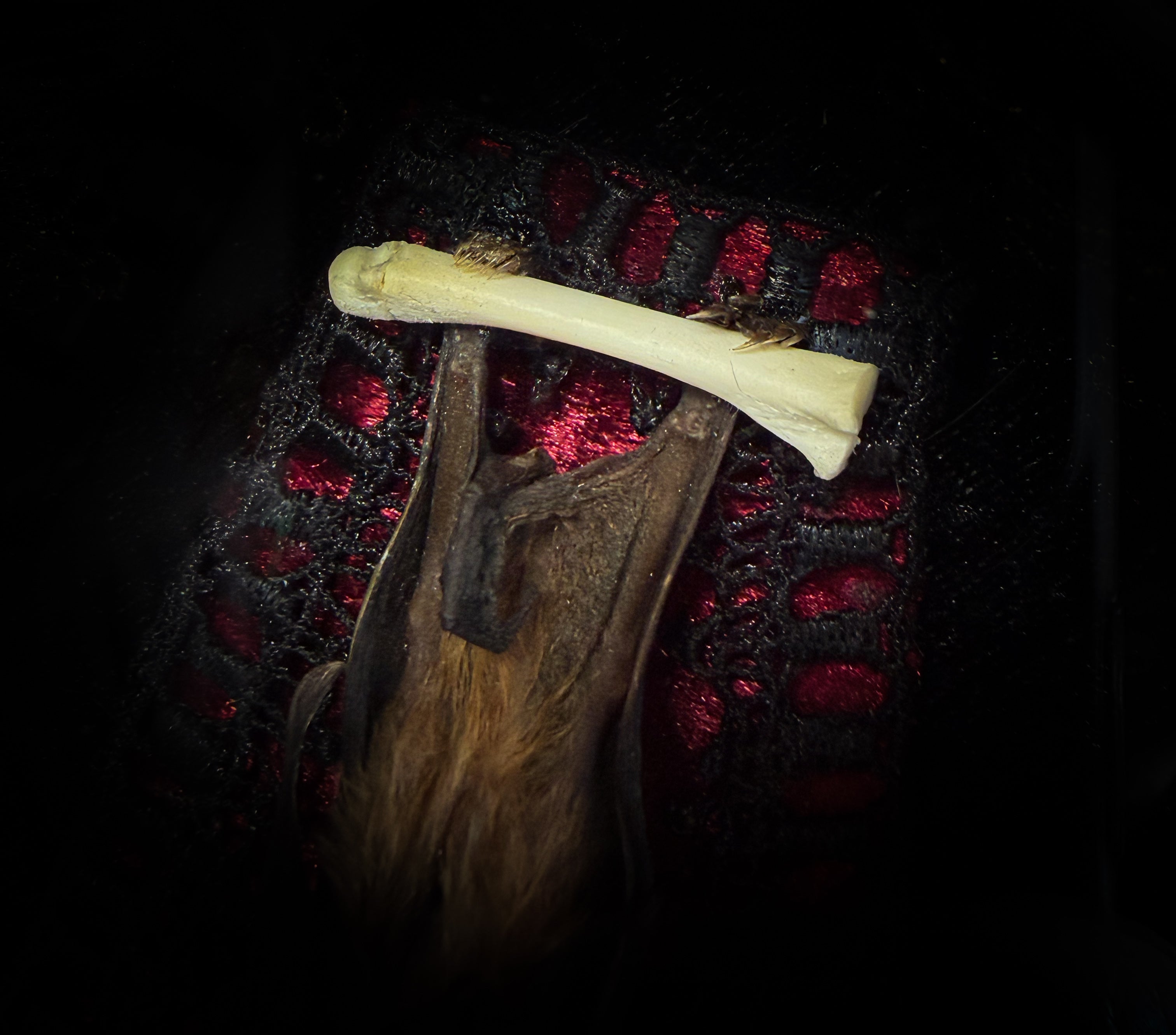 Noctis Reliquary — handmade gothic bat shadowbox, preserved bat specimen, baroque frame, aged gold finish, red velvet, one of a kind, Morbid Oddities
