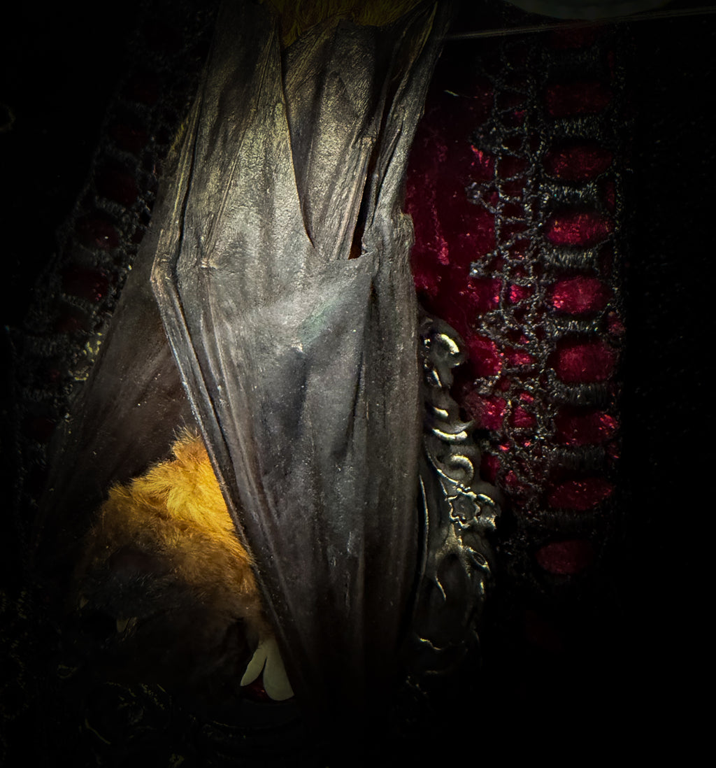 Noctis Reliquary — handmade gothic bat shadowbox, preserved bat specimen, baroque frame, aged gold finish, red velvet, one of a kind, Morbid Oddities

