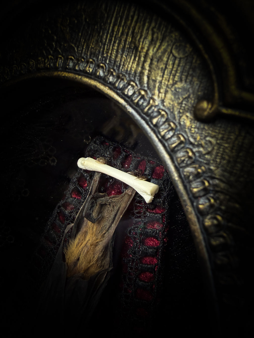 Noctis Reliquary — handmade gothic bat shadowbox, preserved bat specimen, baroque frame, aged gold finish, red velvet, one of a kind, Morbid Oddities
