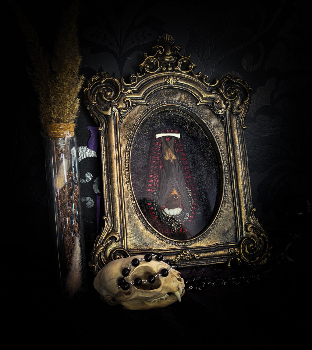 Noctis Reliquary — handmade gothic bat shadowbox, preserved bat specimen, baroque frame, aged gold finish, red velvet, one of a kind, Morbid Oddities

