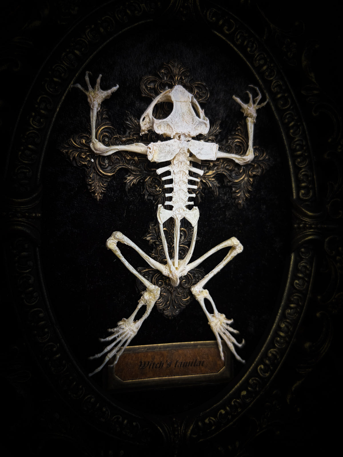 Witch's Familiar | Gothic — real preserved toad skeleton in hand-cast antique gold baroque oval frame on black crushed velvet, hand-painted cross and antiqued plaque, Morbid Oddities

