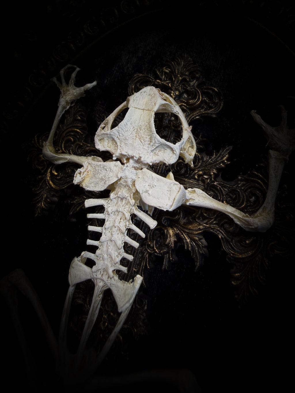Witch's Familiar | Gothic — real preserved toad skeleton in hand-cast antique gold baroque oval frame on black crushed velvet, hand-painted cross and antiqued plaque, Morbid Oddities

