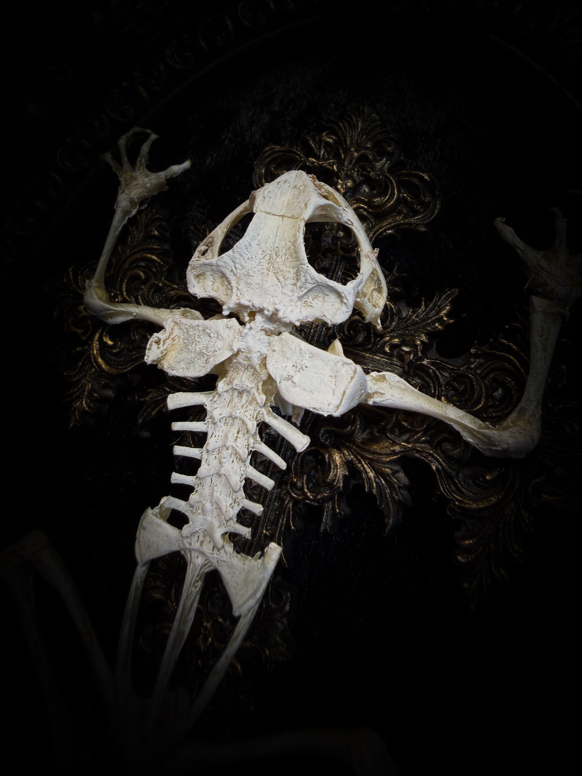 Witch's Familiar | Gothic — real preserved toad skeleton in hand-cast antique gold baroque oval frame on black crushed velvet, hand-painted cross and antiqued plaque, Morbid Oddities

