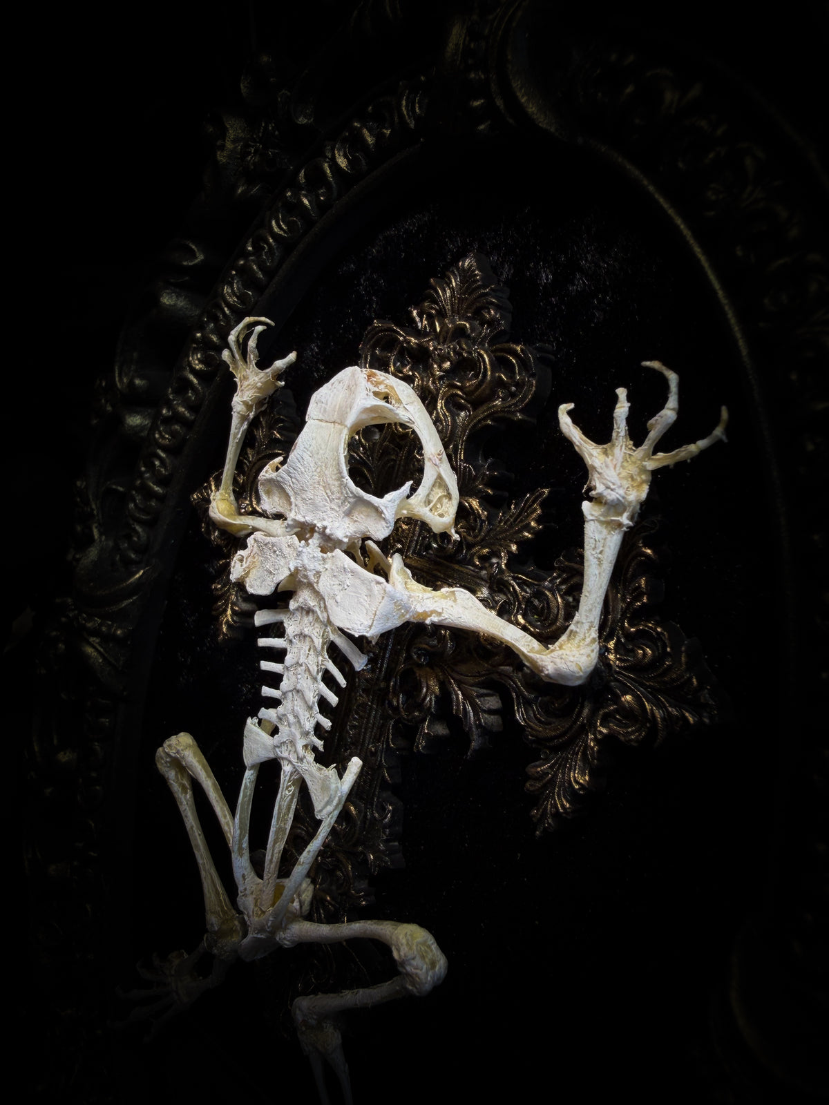 Witch's Familiar | Gothic — real preserved toad skeleton in hand-cast antique gold baroque oval frame on black crushed velvet, hand-painted cross and antiqued plaque, Morbid Oddities

