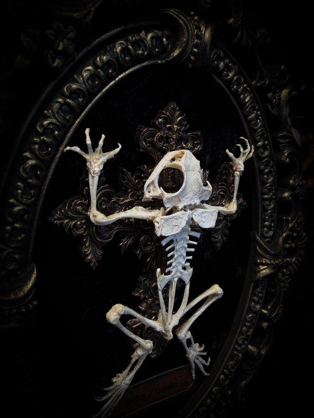 Witch's Familiar | Gothic — real preserved toad skeleton in hand-cast antique gold baroque oval frame on black crushed velvet, hand-painted cross and antiqued plaque, Morbid Oddities

