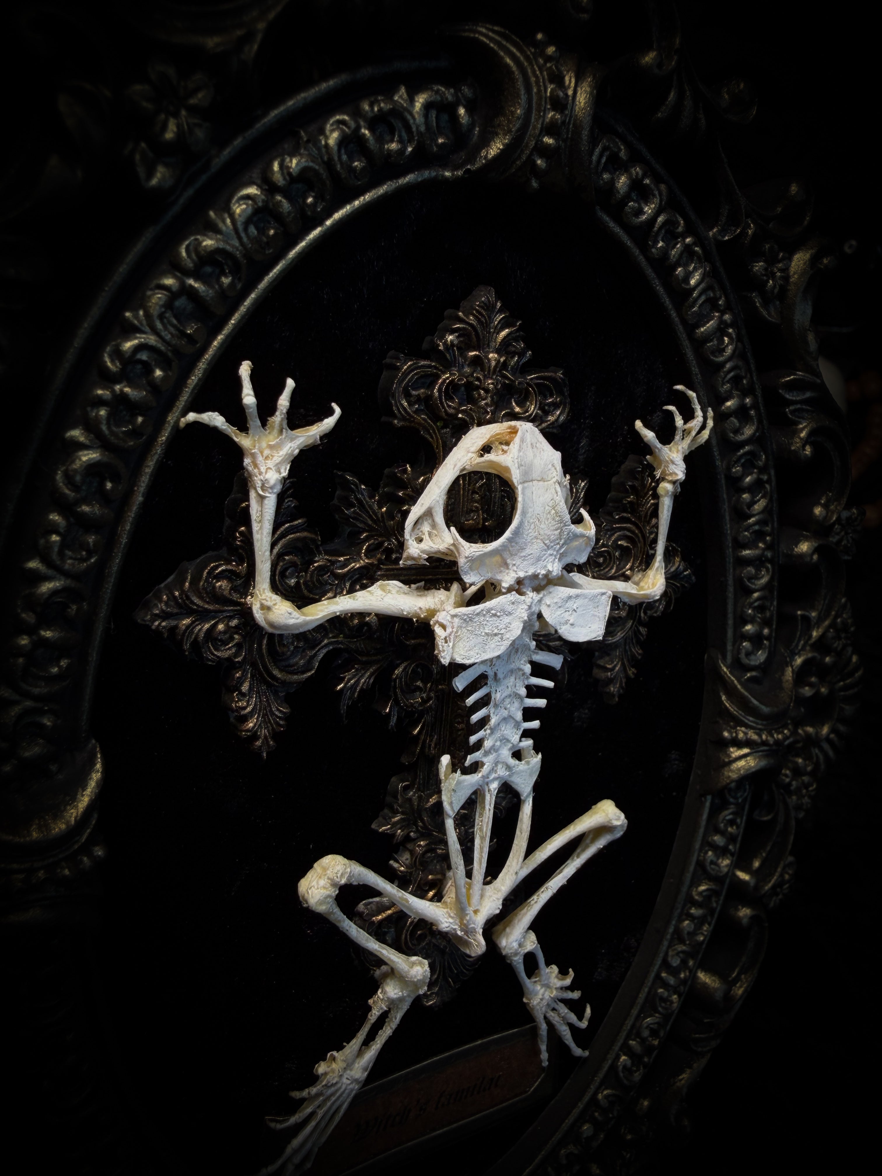 Witch's Familiar | Gothic — real preserved toad skeleton in hand-cast antique gold baroque oval frame on black crushed velvet, hand-painted cross and antiqued plaque, Morbid Oddities

