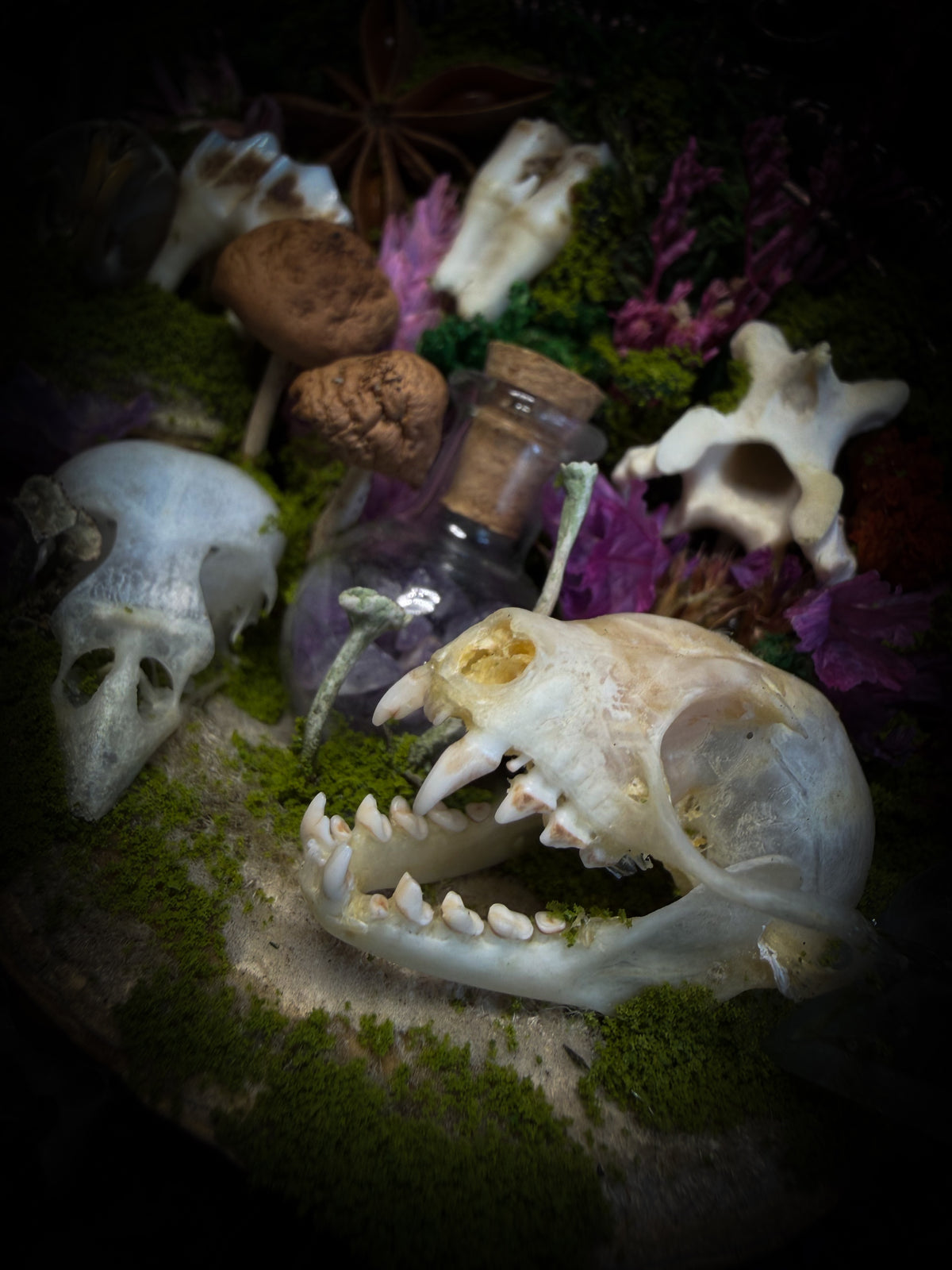 Anima Noctis | Whimsical — bat, mouse and bird skulls, deer and small mammal vertebrae, amethyst bottle, quartz crystals, mushrooms, moss and dried flowers in hand-cast metallic violet baroque frame, Morbid Oddities

