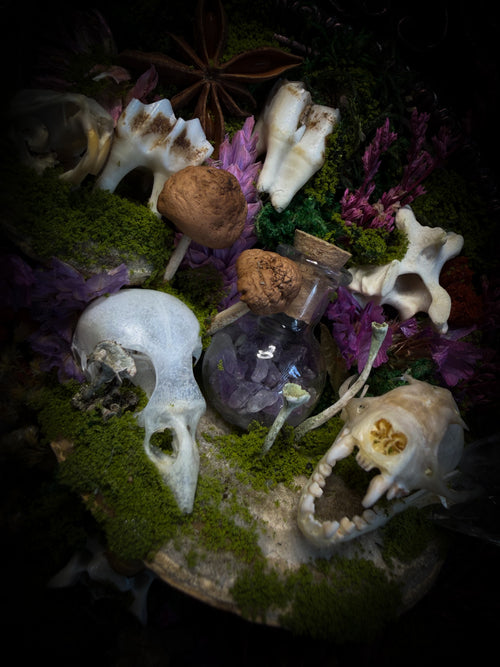Anima Noctis | Whimsical — bat, mouse and bird skulls, deer and small mammal vertebrae, amethyst bottle, quartz crystals, mushrooms, moss and dried flowers in hand-cast metallic violet baroque frame, Morbid Oddities

