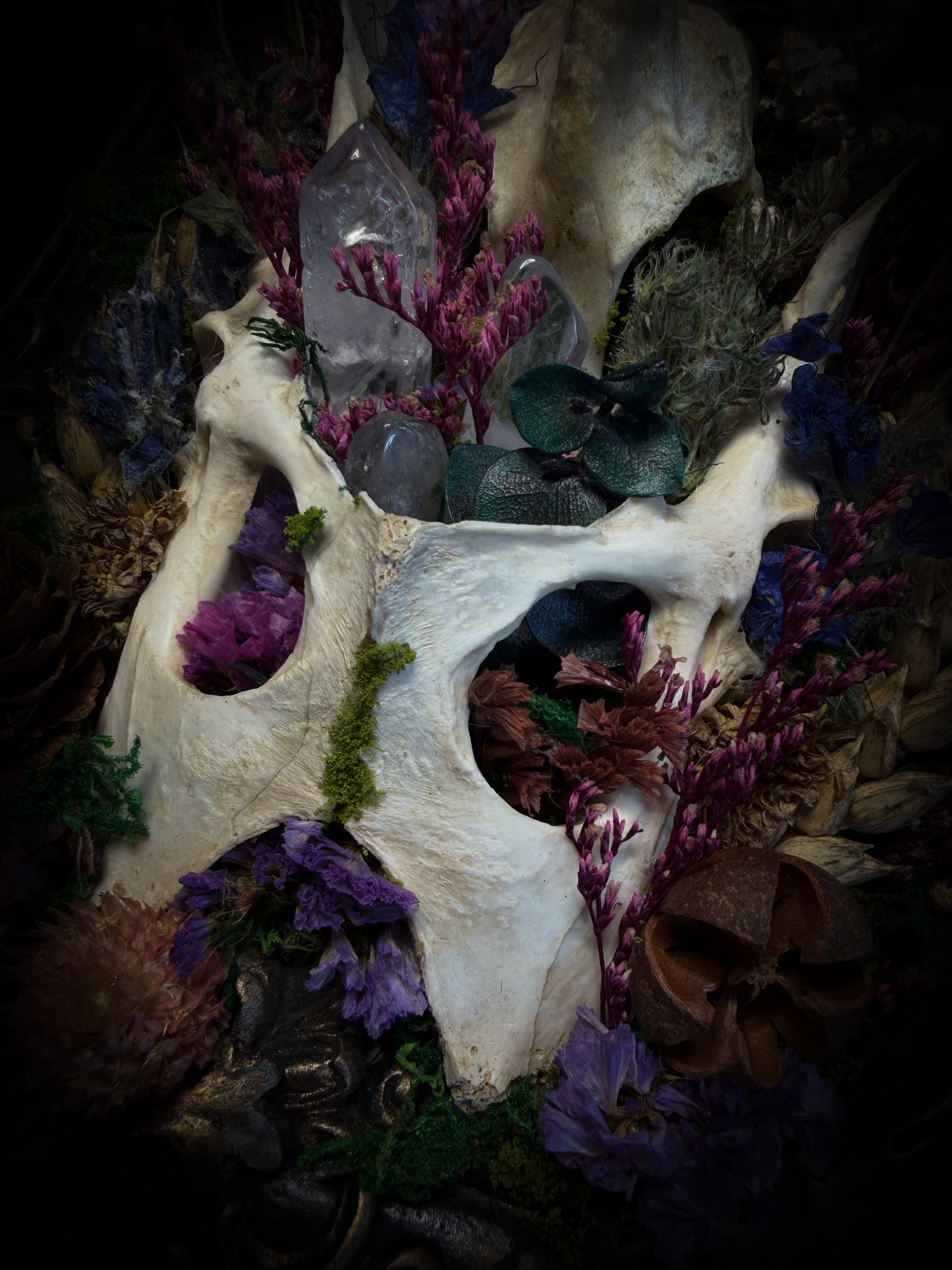 Flora Mortis | Whimsical Gothic Frame — Rabbit Pelvis & Dried