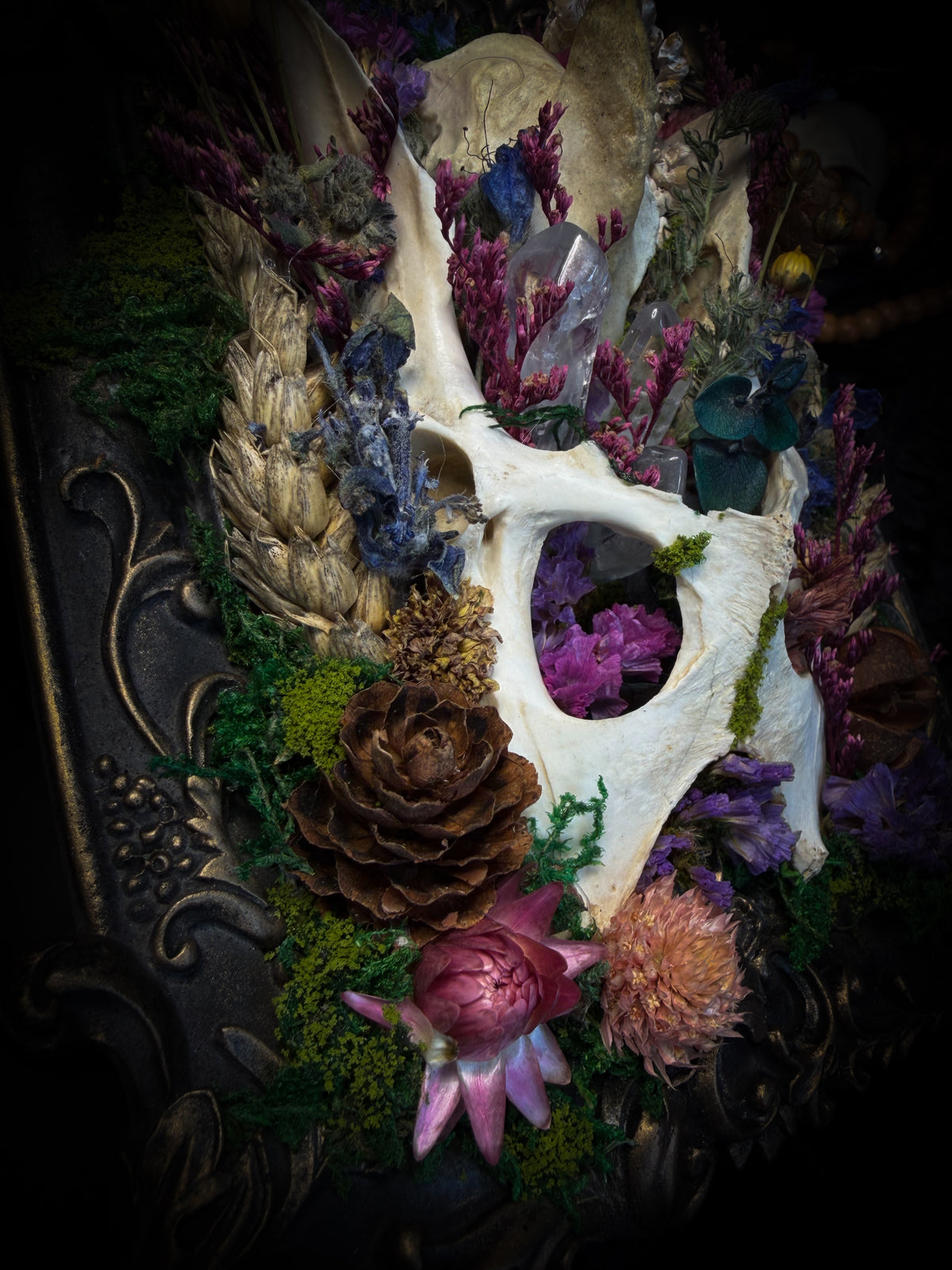 Flora Mortis | Whimsical — rabbit pelvis and guinea fowl skull fragment with dried flowers, quartz crystals, moss and pinecones in hand-cast antique gold baroque frame, Morbid Oddities

