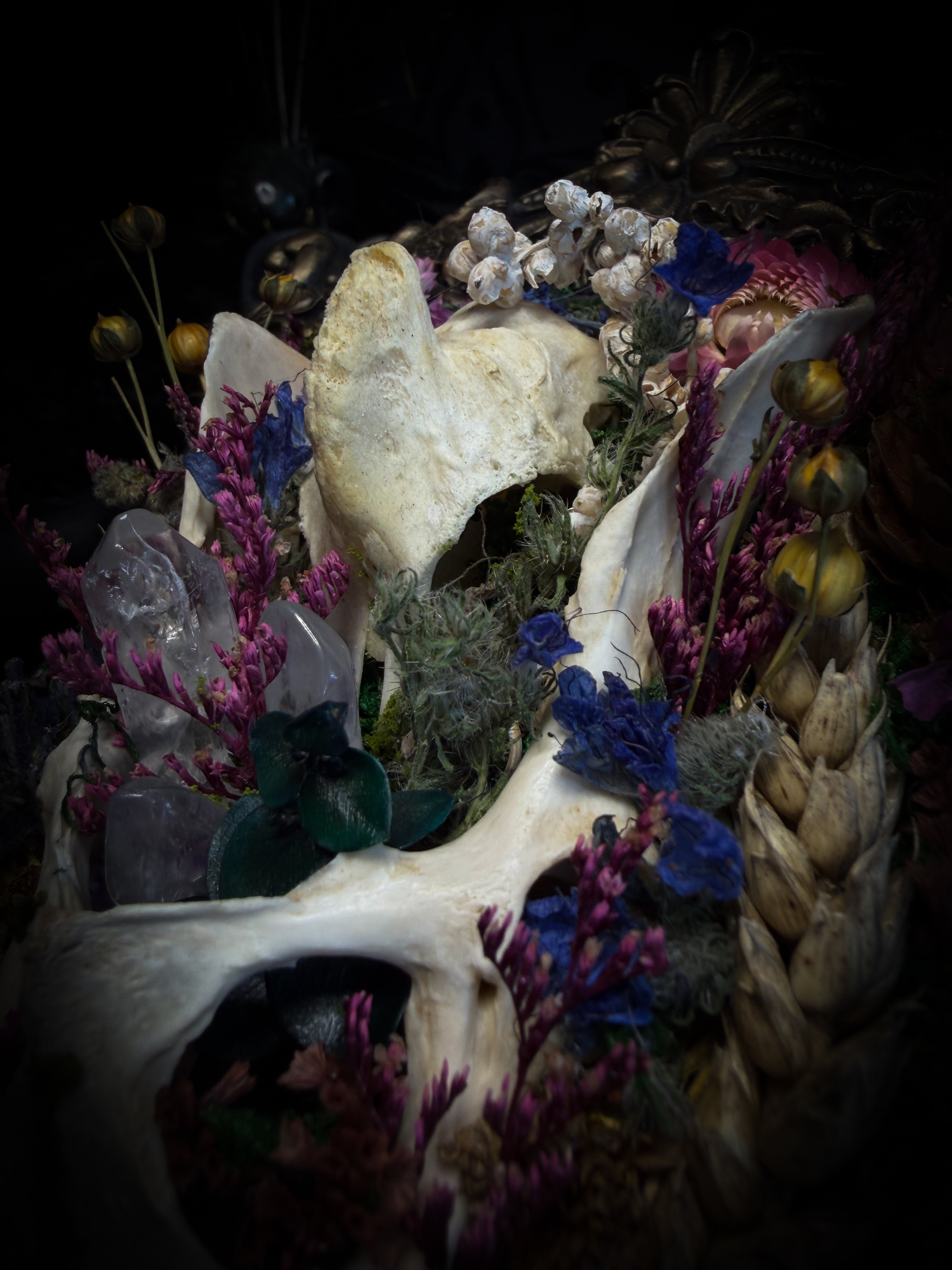 Flora Mortis | Whimsical — rabbit pelvis and guinea fowl skull fragment with dried flowers, quartz crystals, moss and pinecones in hand-cast antique gold baroque frame, Morbid Oddities

