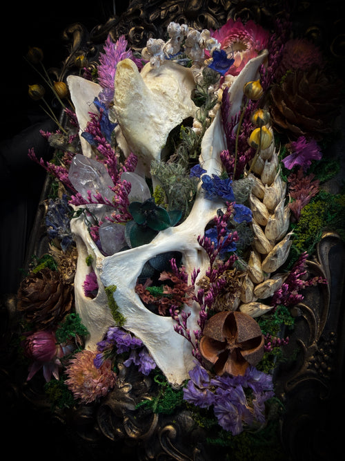Flora Mortis | Whimsical — rabbit pelvis and guinea fowl skull fragment with dried flowers, quartz crystals, moss and pinecones in hand-cast antique gold baroque frame, Morbid Oddities

