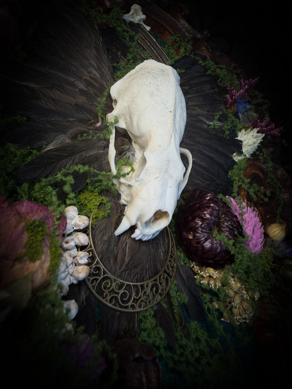 The Verdant Shrine | Whimsical — handmade gothic frame with mink skull, preserved bird wings, moss and dried flowers