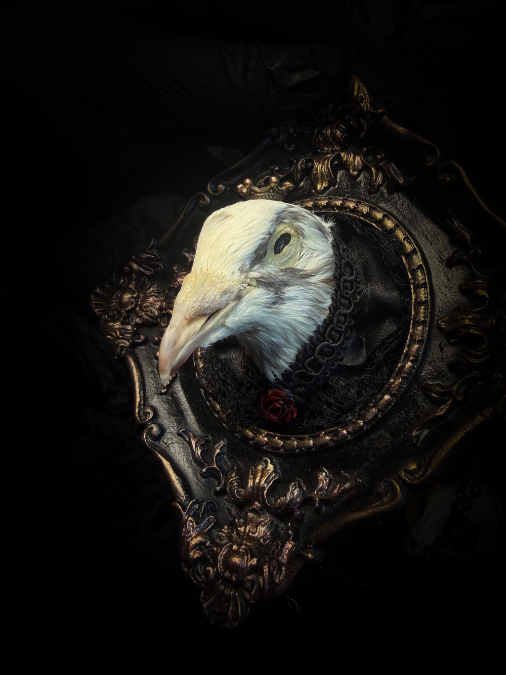 The Dapper Gentleman | Gothic — handmade gothic frame with mummified pigeon head, lace, chains and rose gold accents