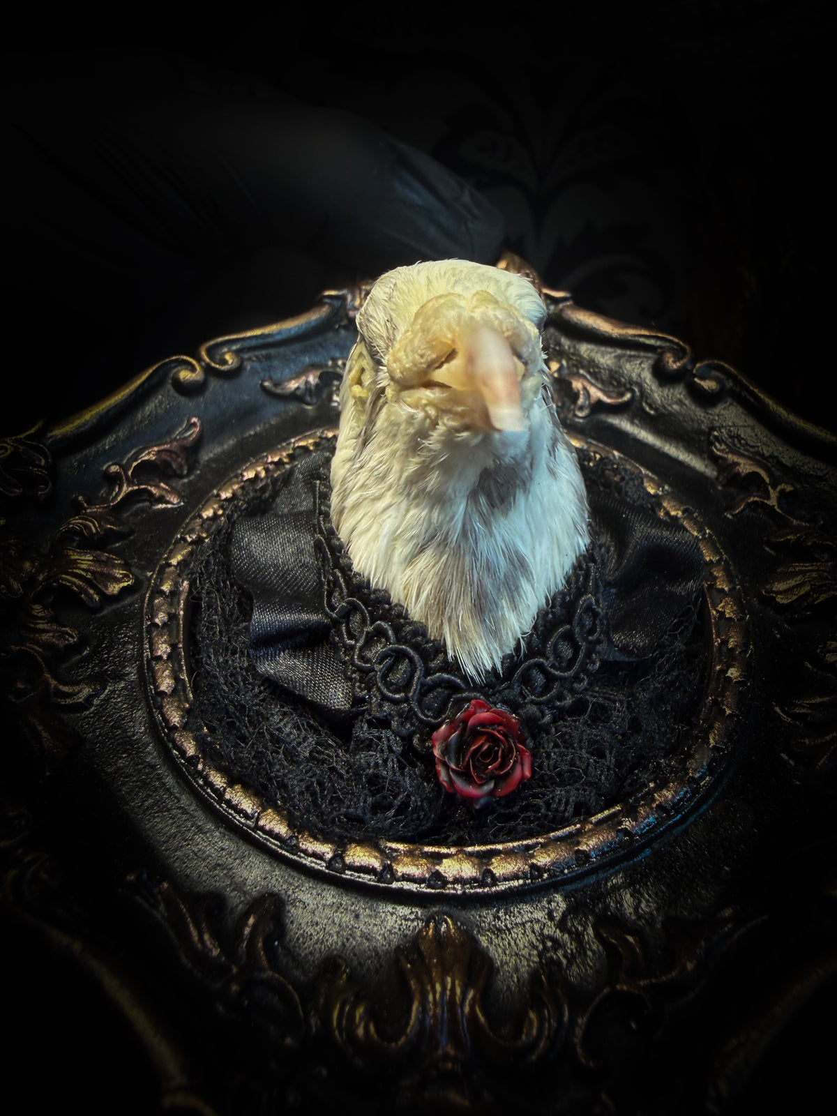 The Dapper Gentleman | Gothic — handmade gothic frame with mummified pigeon head, lace, chains and rose gold accents