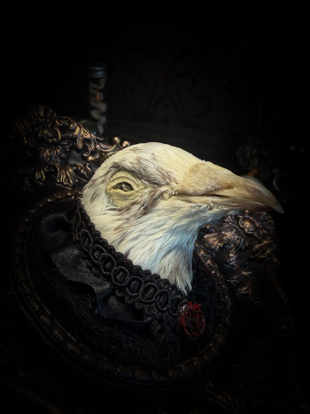 The Dapper Gentleman | Gothic — handmade gothic frame with mummified pigeon head, lace, chains and rose gold accents