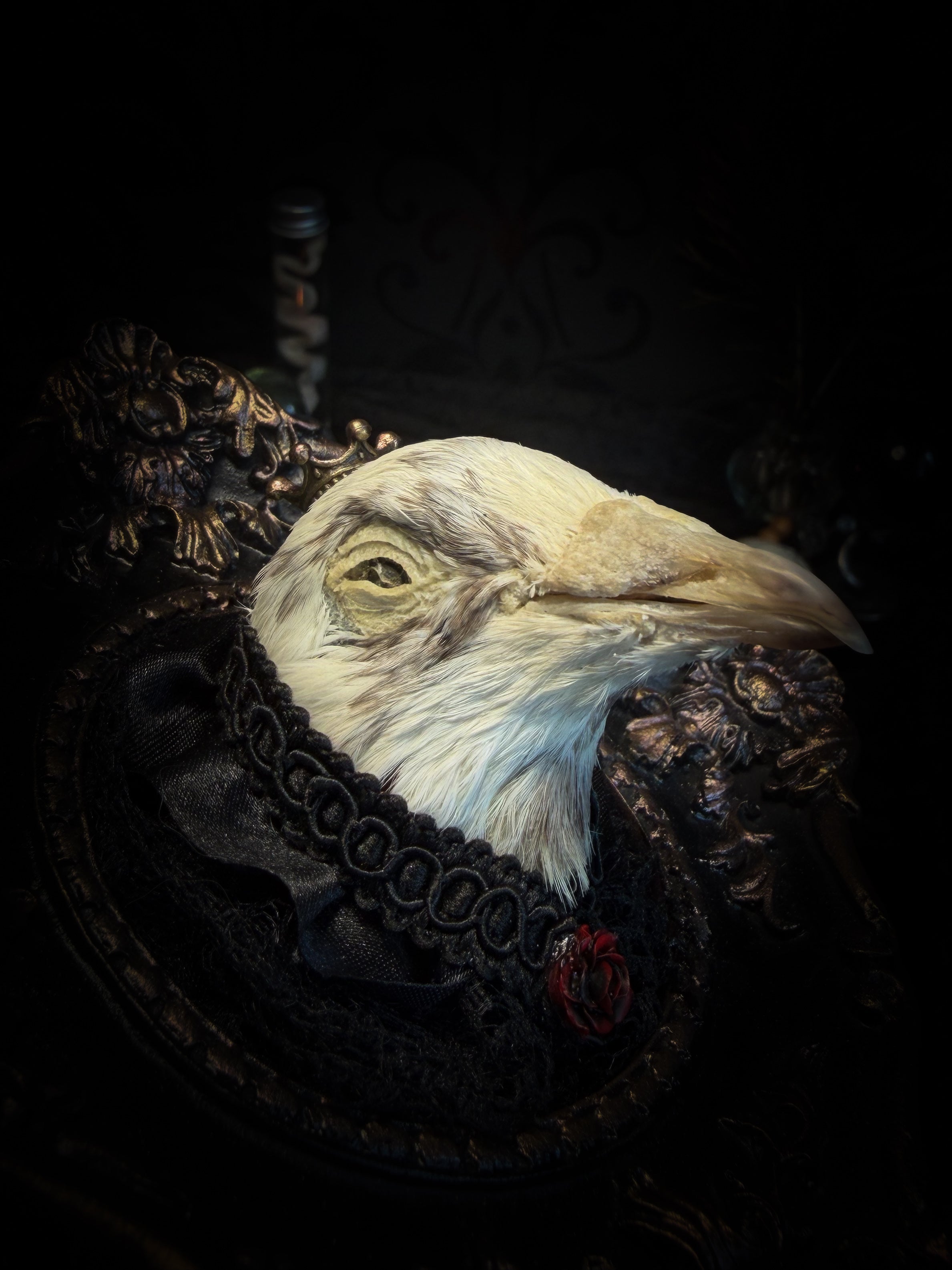 The Dapper Gentleman | Gothic — handmade gothic frame with mummified pigeon head, lace, chains and rose gold accents