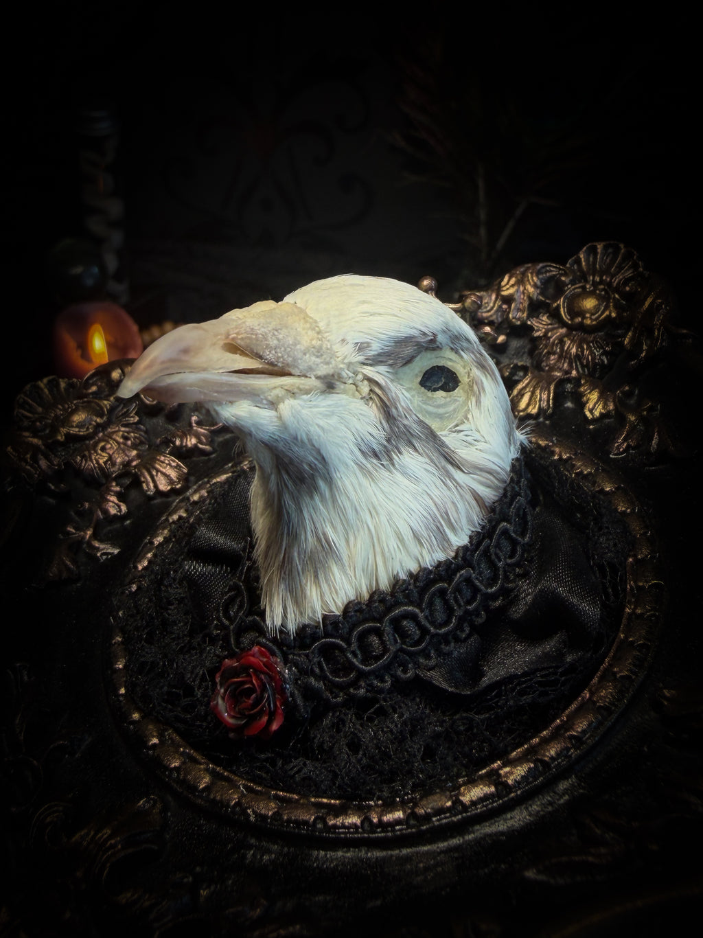 The Dapper Gentleman | Gothic — handmade gothic frame with mummified pigeon head, lace, chains and rose gold accents