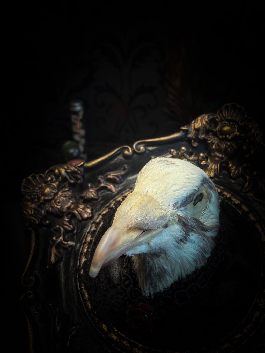 The Dapper Gentleman | Gothic — handmade gothic frame with mummified pigeon head, lace, chains and rose gold accents