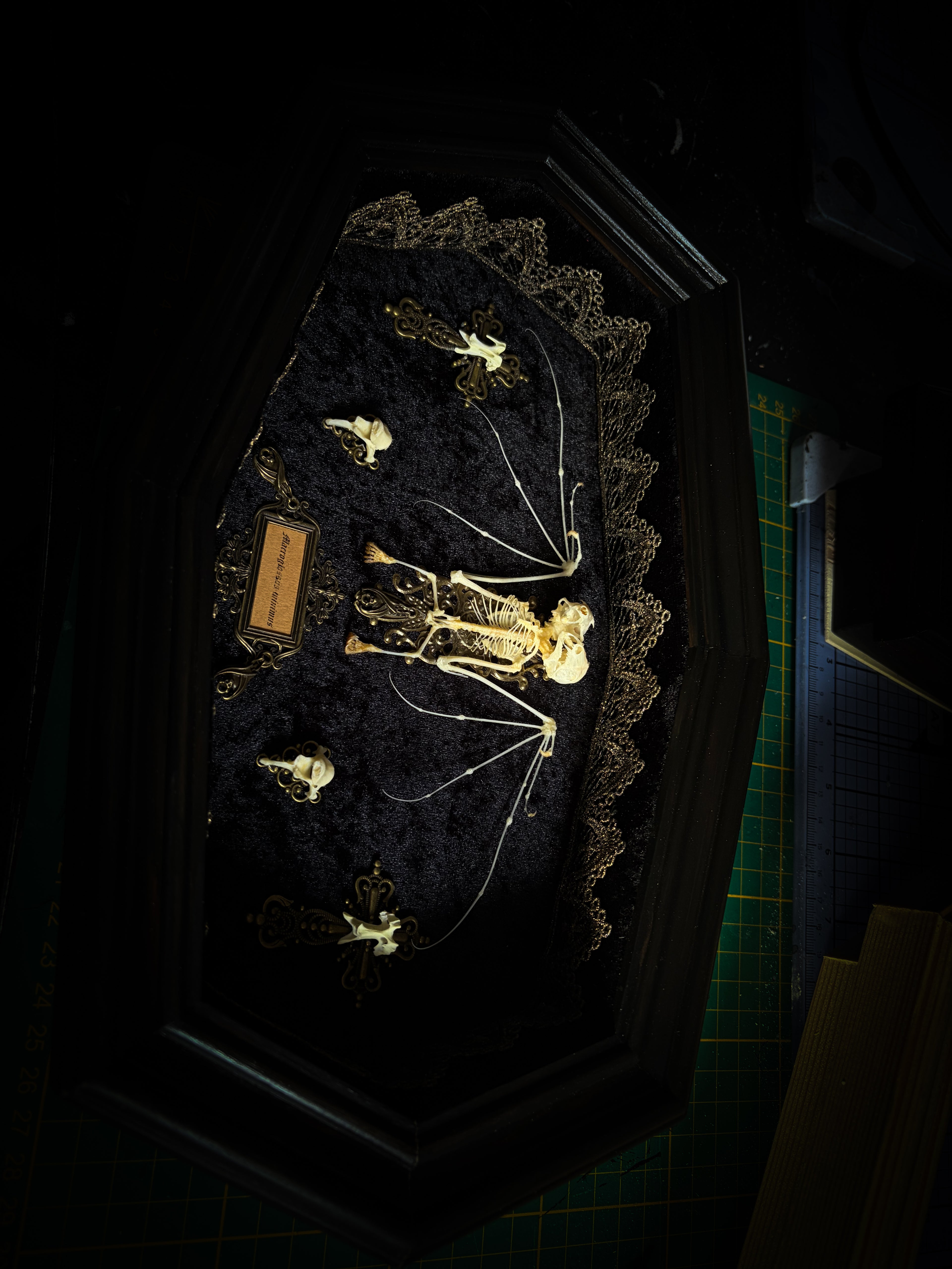 Vampiria — handmade gothic shadowbox, made to order. Two-headed bat skeleton on velvet background in wooden frame with ornate decorations, miniature bats and Latin species nameplate. Dark macabre wall decor, 28x23cm.