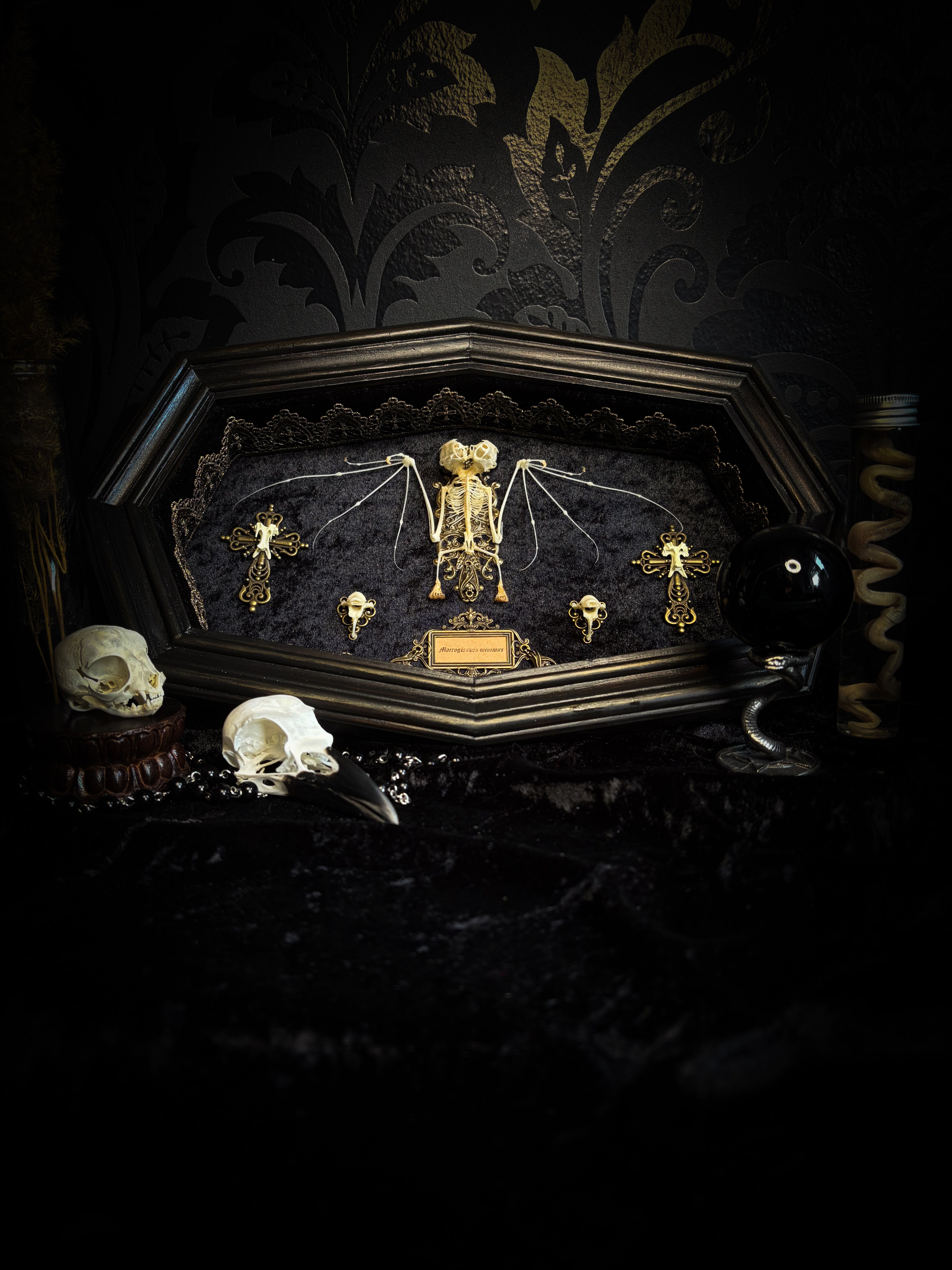 Vampiria — handmade gothic shadowbox, made to order. Two-headed bat skeleton on velvet background in wooden frame with ornate decorations, miniature bats and Latin species nameplate. Dark macabre wall decor, 28x23cm.