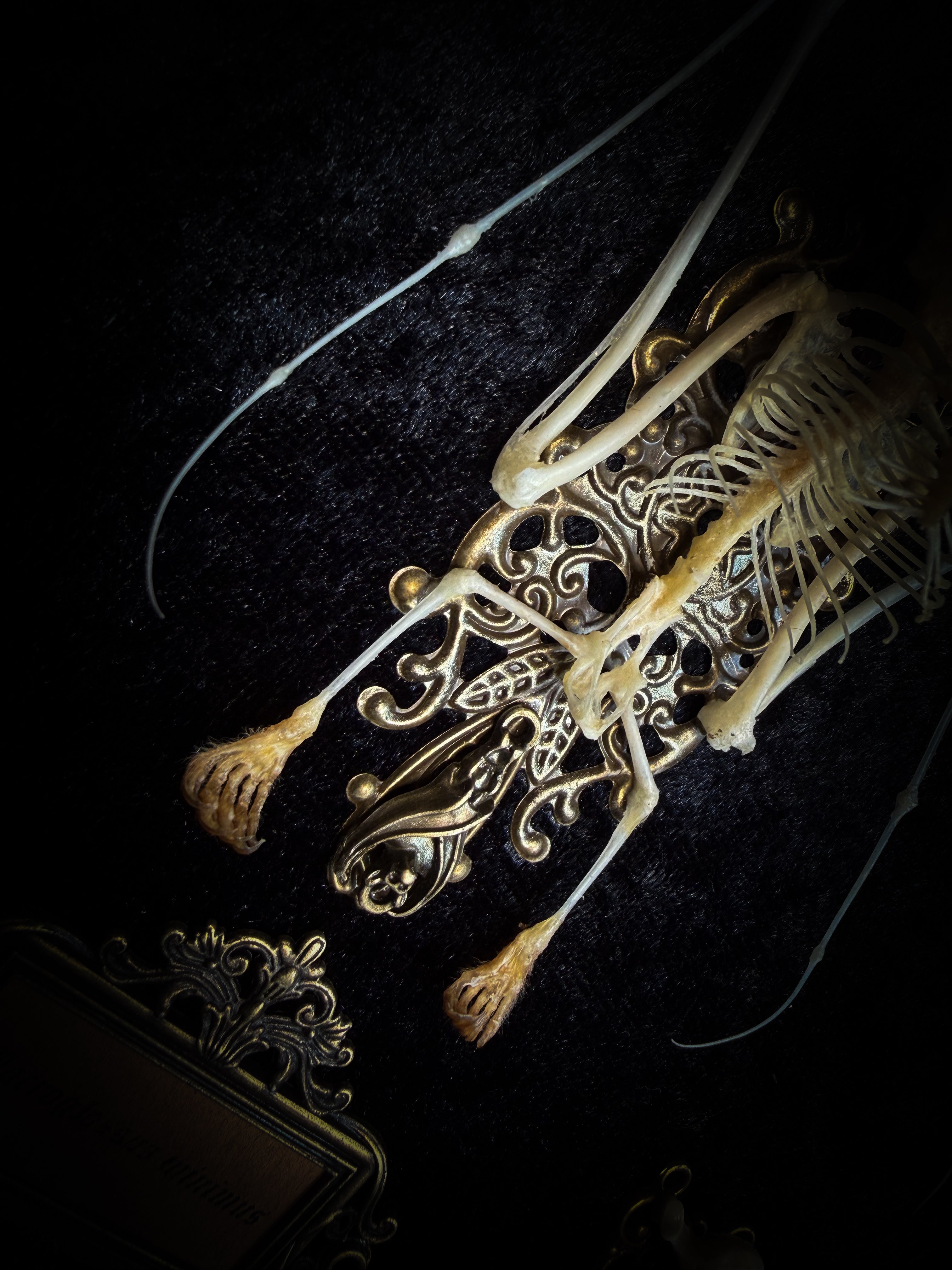 Vampiria — handmade gothic shadowbox, made to order. Two-headed bat skeleton on velvet background in wooden frame with ornate decorations, miniature bats and Latin species nameplate. Dark macabre wall decor, 28x23cm.