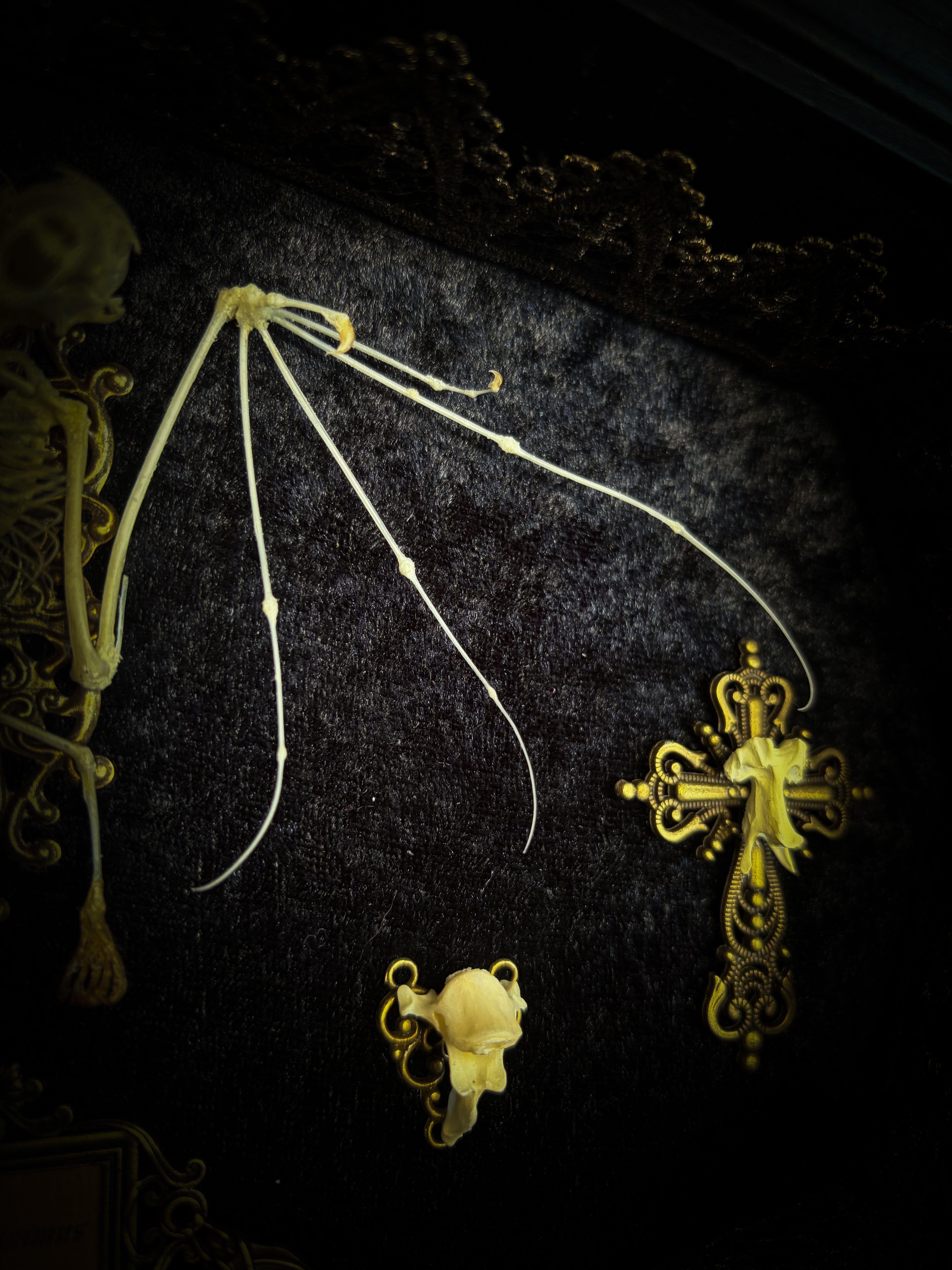 Vampiria — handmade gothic shadowbox, made to order. Two-headed bat skeleton on velvet background in wooden frame with ornate decorations, miniature bats and Latin species nameplate. Dark macabre wall decor, 28x23cm.