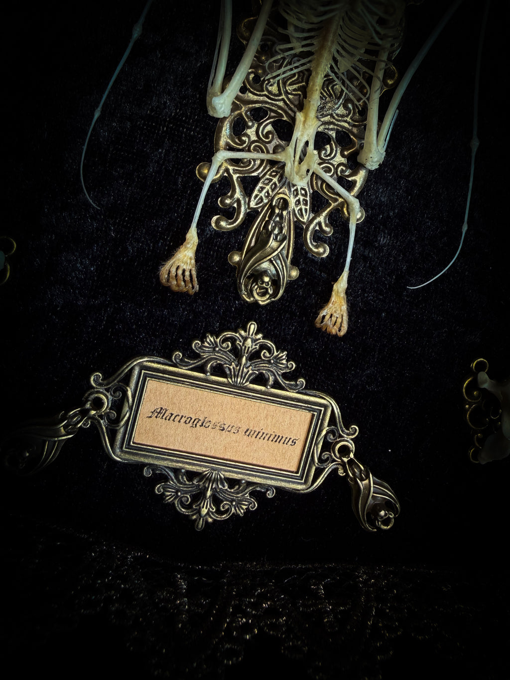 Vampiria — handmade gothic shadowbox, made to order. Two-headed bat skeleton on velvet background in wooden frame with ornate decorations, miniature bats and Latin species nameplate. Dark macabre wall decor, 28x23cm.