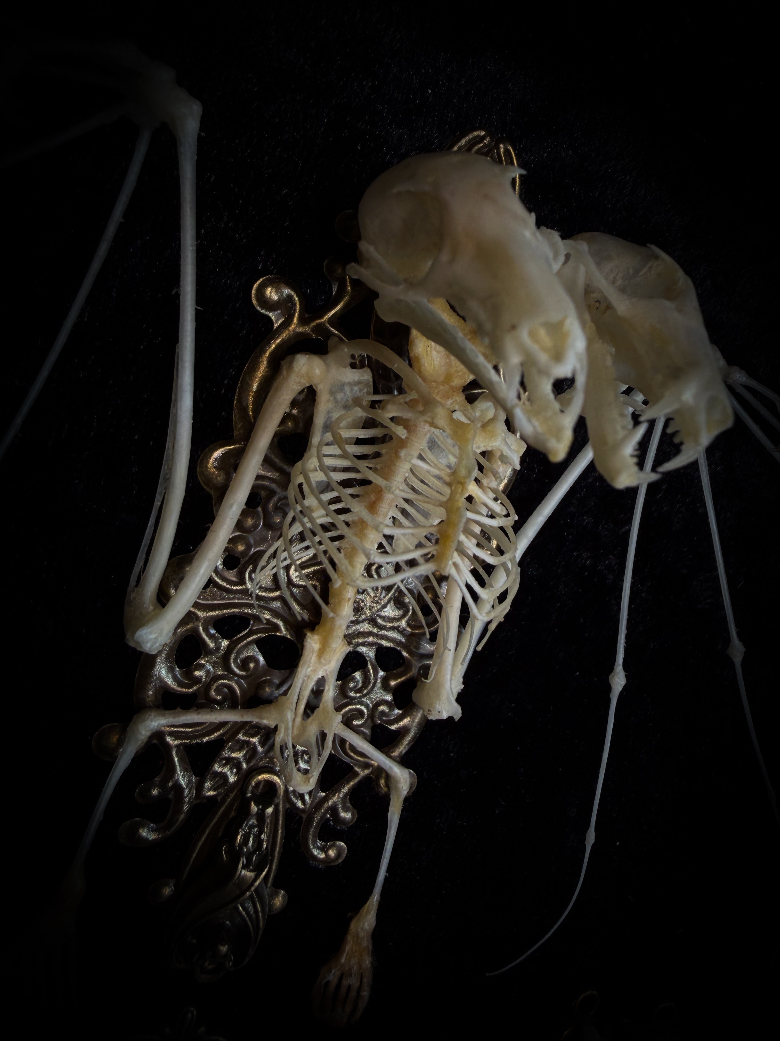Vampiria — handmade gothic shadowbox, made to order. Two-headed bat skeleton on velvet background in wooden frame with ornate decorations, miniature bats and Latin species nameplate. Dark macabre wall decor, 28x23cm.