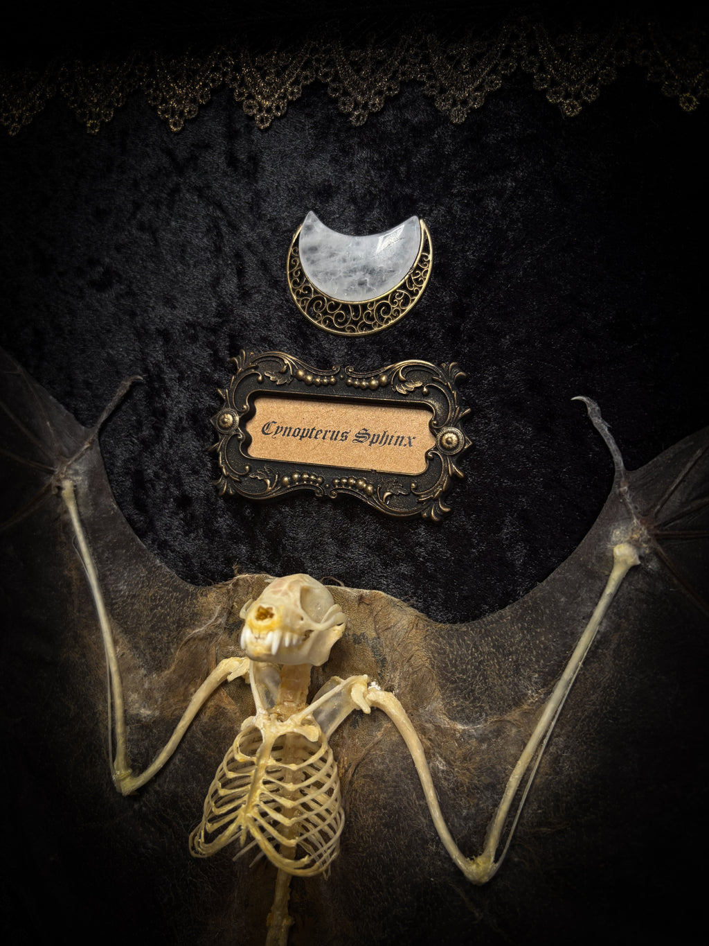Moonlit Bat | Shadowbox — massive handmade black wooden shadowbox with a half-mummified, half-skeletal bat, three quartz moons, black velvet and gold lace.