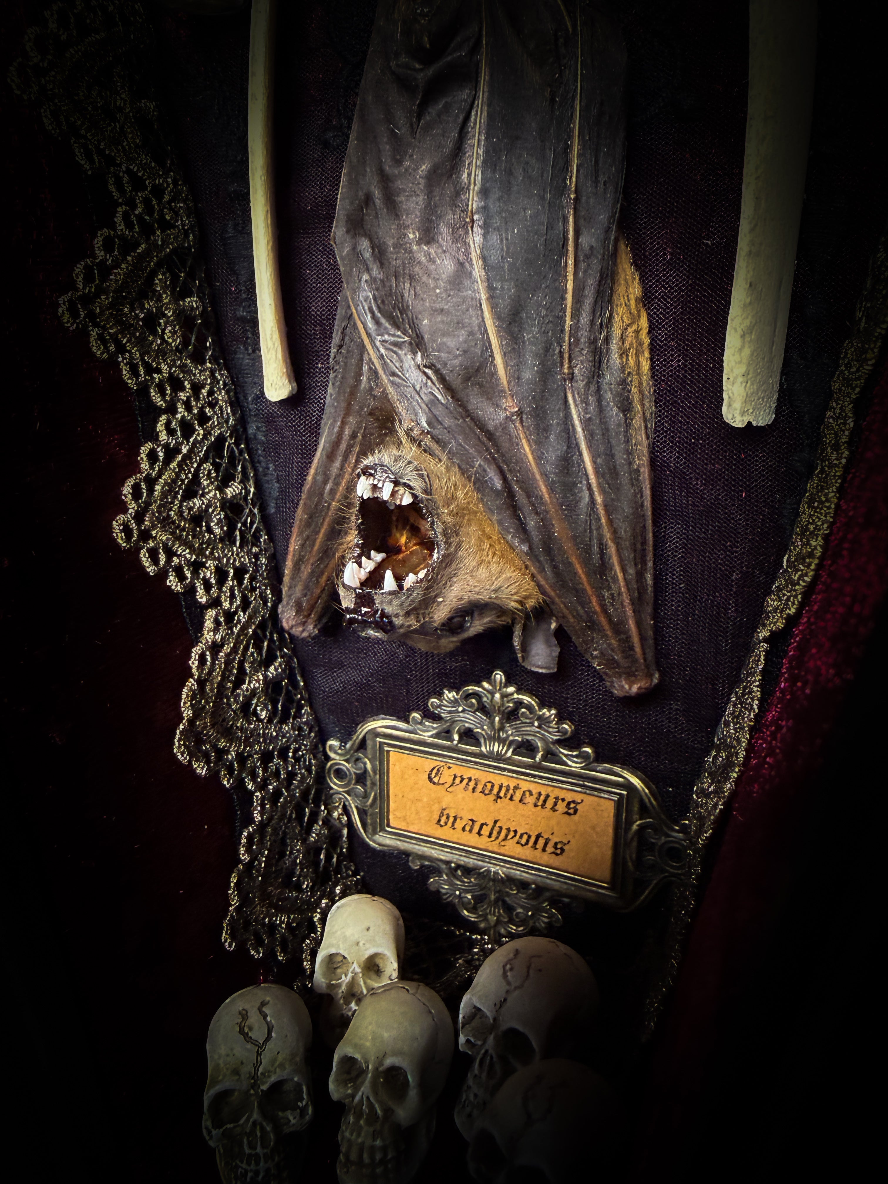 Bat Wooden Coffins — handmade gothic coffin shadowbox, made to order. Handbuilt wooden coffin frame with bat specimen, velvet background, ornate decorations and ritual details. Dark gothic wall and altar decor, made from scratch.
