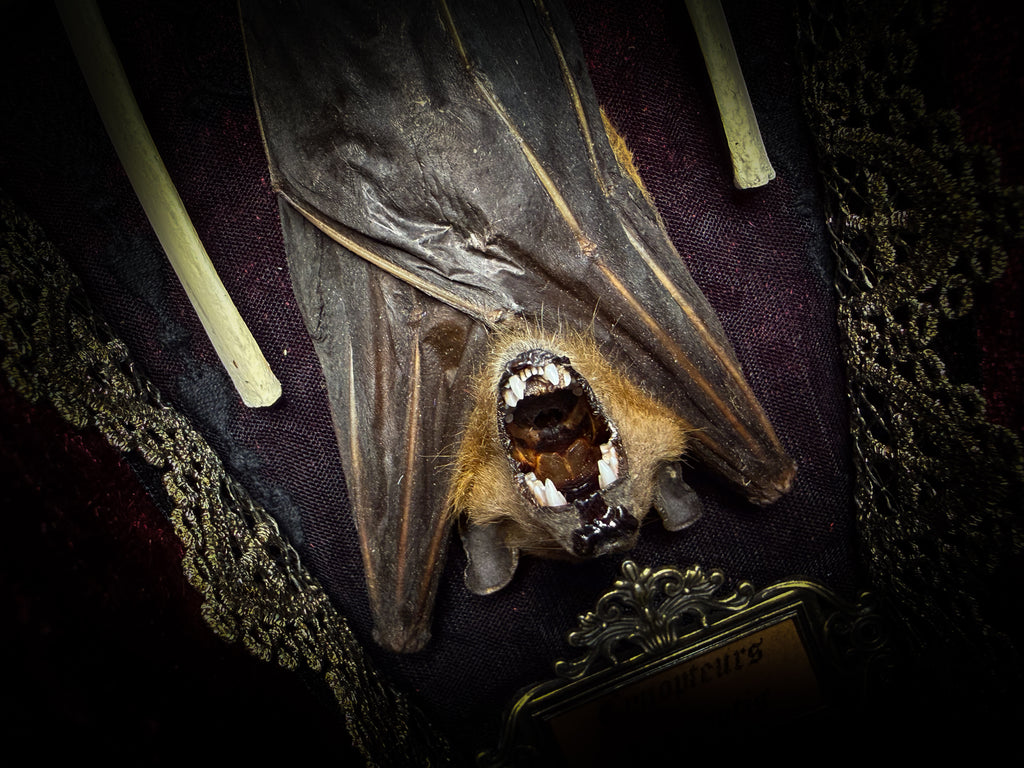 Bat Wooden Coffins — handmade gothic coffin shadowbox, made to order. Handbuilt wooden coffin frame with bat specimen, velvet background, ornate decorations and ritual details. Dark gothic wall and altar decor, made from scratch.