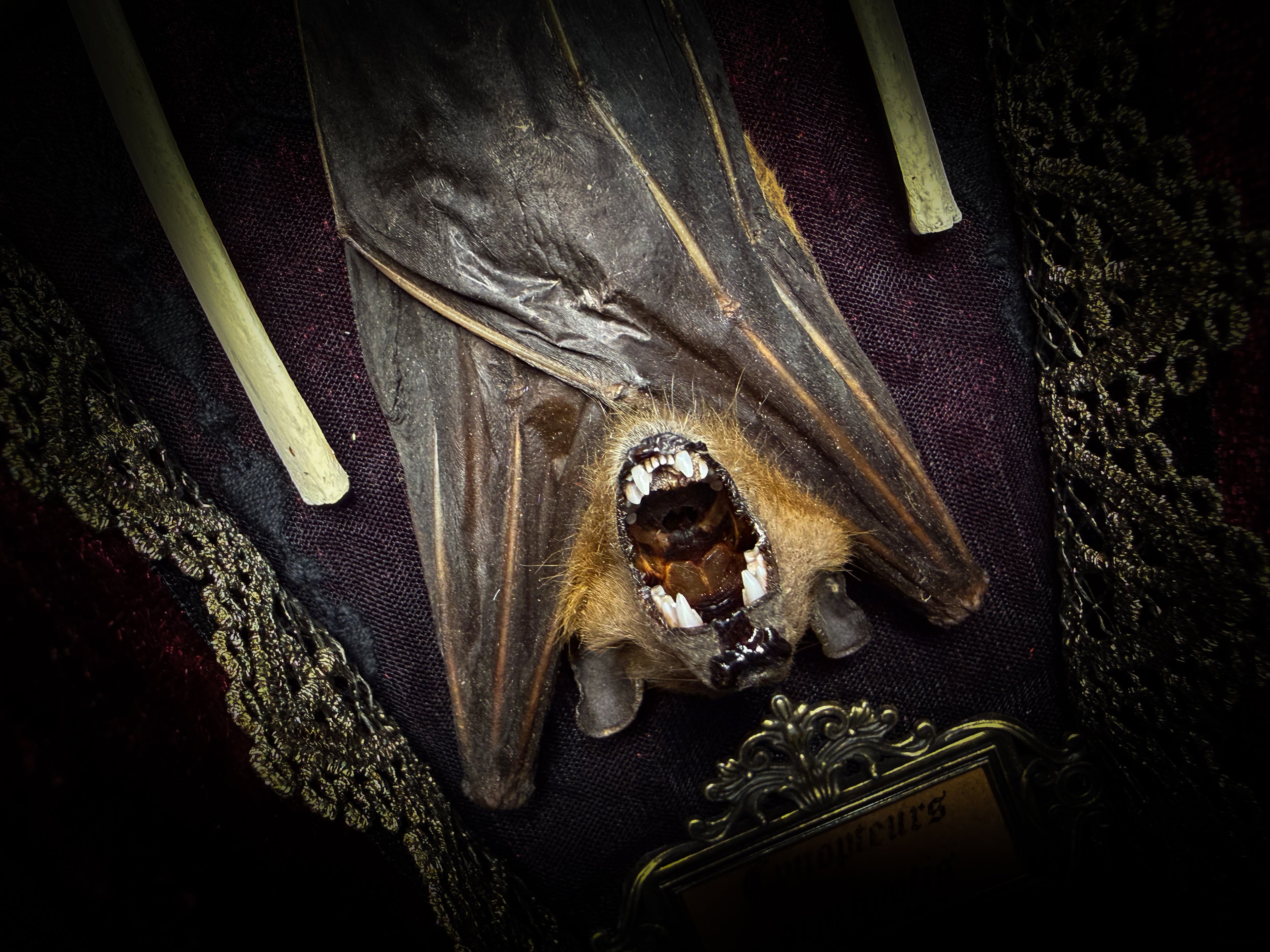 Bat Wooden Coffins — handmade gothic coffin shadowbox, made to order. Handbuilt wooden coffin frame with bat specimen, velvet background, ornate decorations and ritual details. Dark gothic wall and altar decor, made from scratch.