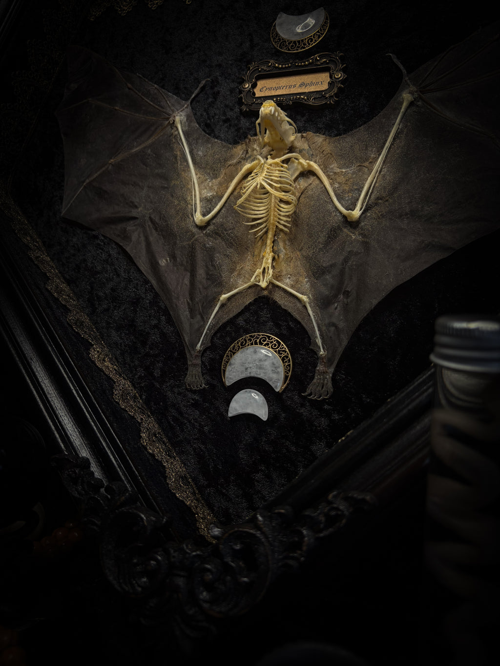 Moonlit Bat | Shadowbox — massive handmade black wooden shadowbox with a half-mummified, half-skeletal bat, three quartz moons, black velvet and gold lace.