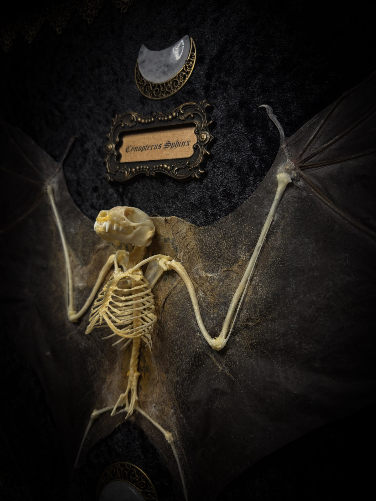 Moonlit Bat | Shadowbox — massive handmade black wooden shadowbox with a half-mummified, half-skeletal bat, three quartz moons, black velvet and gold lace.