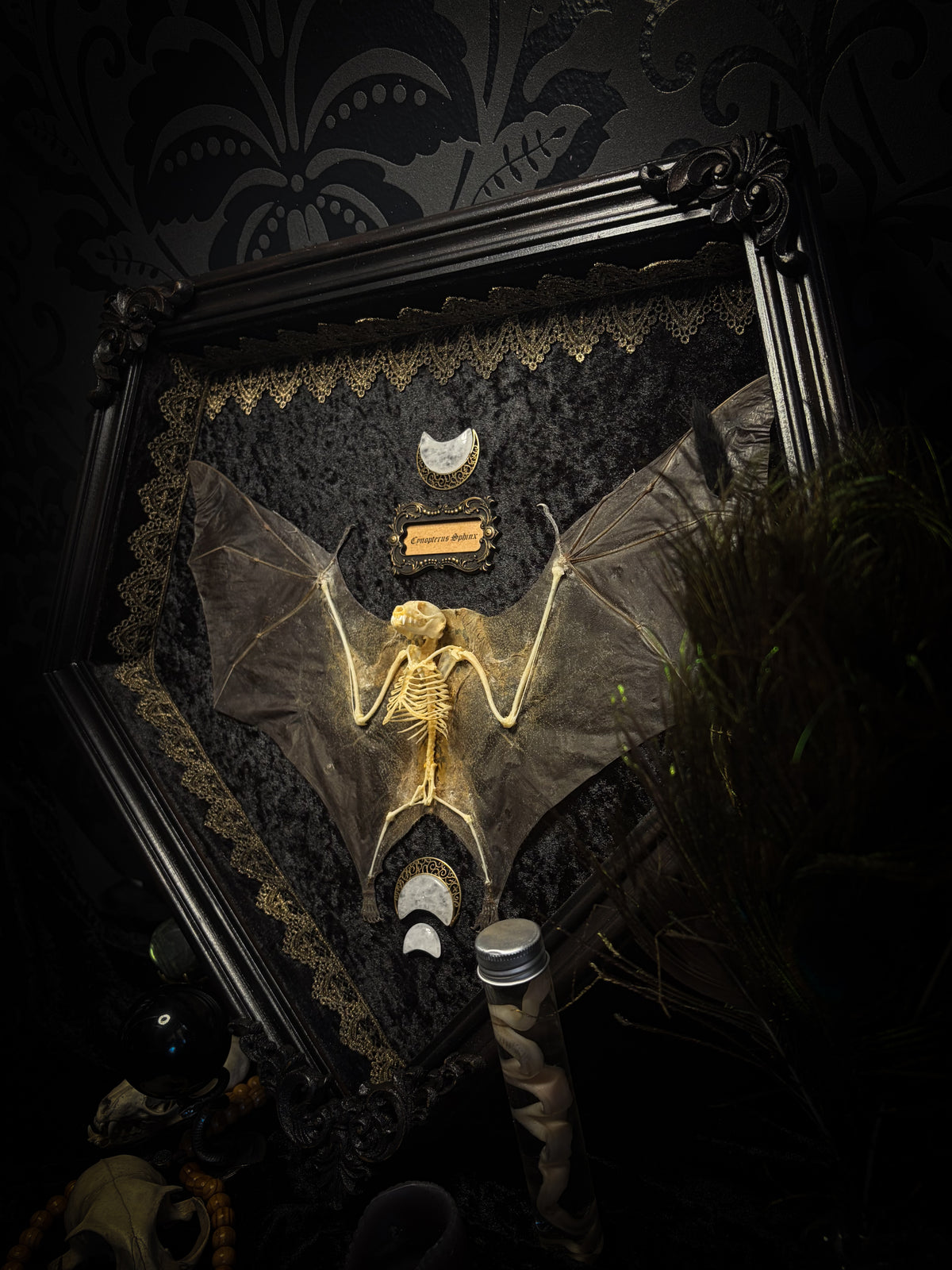 Moonlit Bat | Shadowbox — massive handmade black wooden shadowbox with a half-mummified, half-skeletal bat, three quartz moons, black velvet and gold lace.