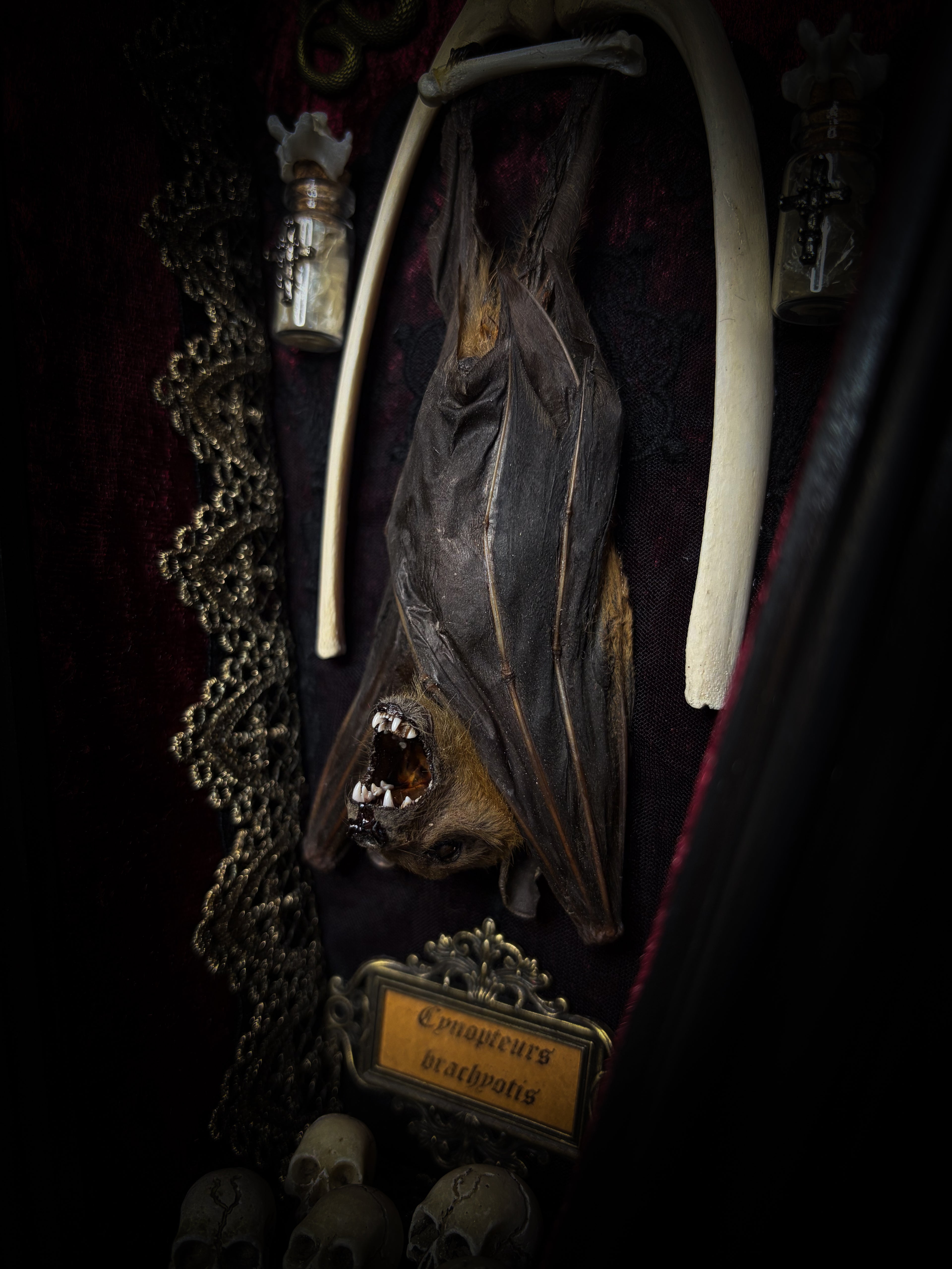 Bat Wooden Coffins — handmade gothic coffin shadowbox, made to order. Handbuilt wooden coffin frame with bat specimen, velvet background, ornate decorations and ritual details. Dark gothic wall and altar decor, made from scratch.