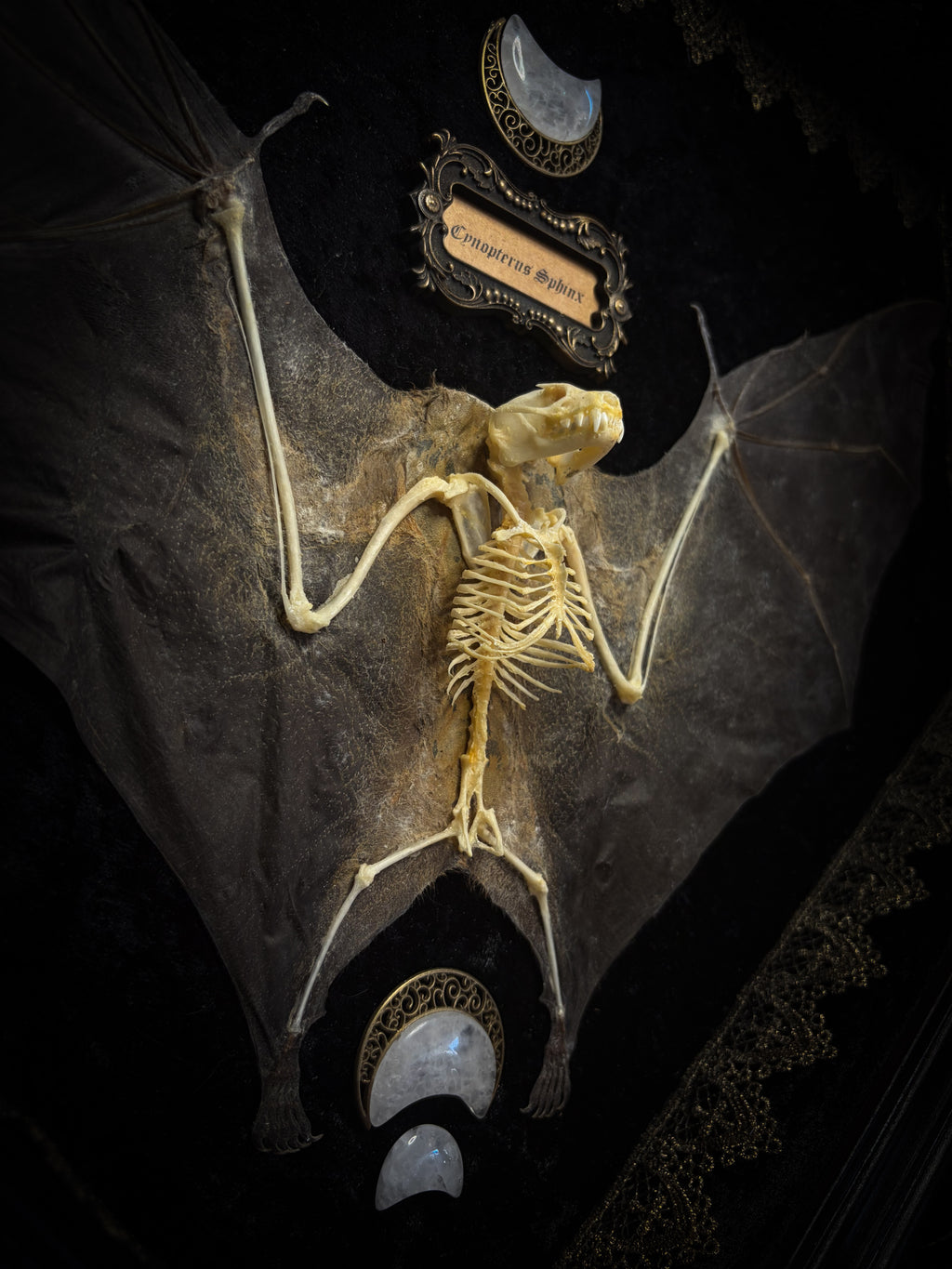 Moonlit Bat | Shadowbox — massive handmade black wooden shadowbox with a half-mummified, half-skeletal bat, three quartz moons, black velvet and gold lace.