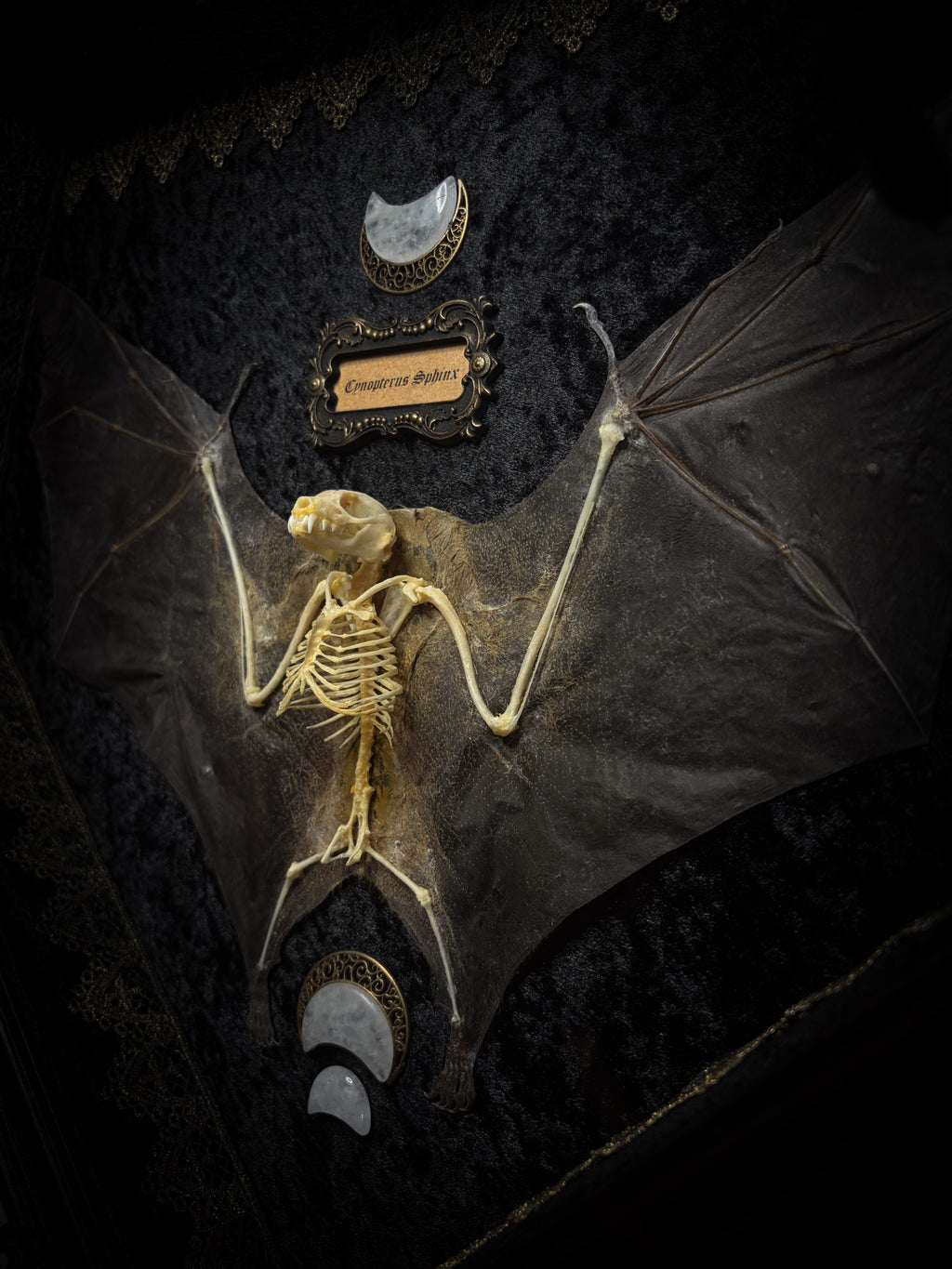 Moonlit Bat | Shadowbox — massive handmade black wooden shadowbox with a half-mummified, half-skeletal bat, three quartz moons, black velvet and gold lace.